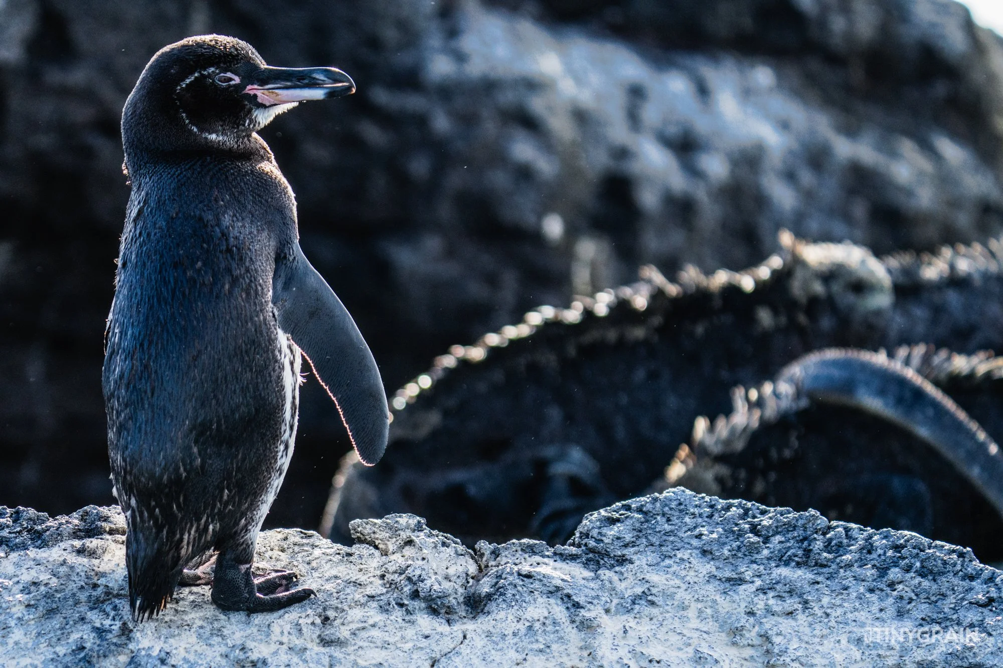 20230803-Galapagos-04-IslaIsabela-UrbinaBay_MorenoPoint-A7506136-galapagos-islands-ecuador-wildlife-marine-conservation-species-darwin.jpg