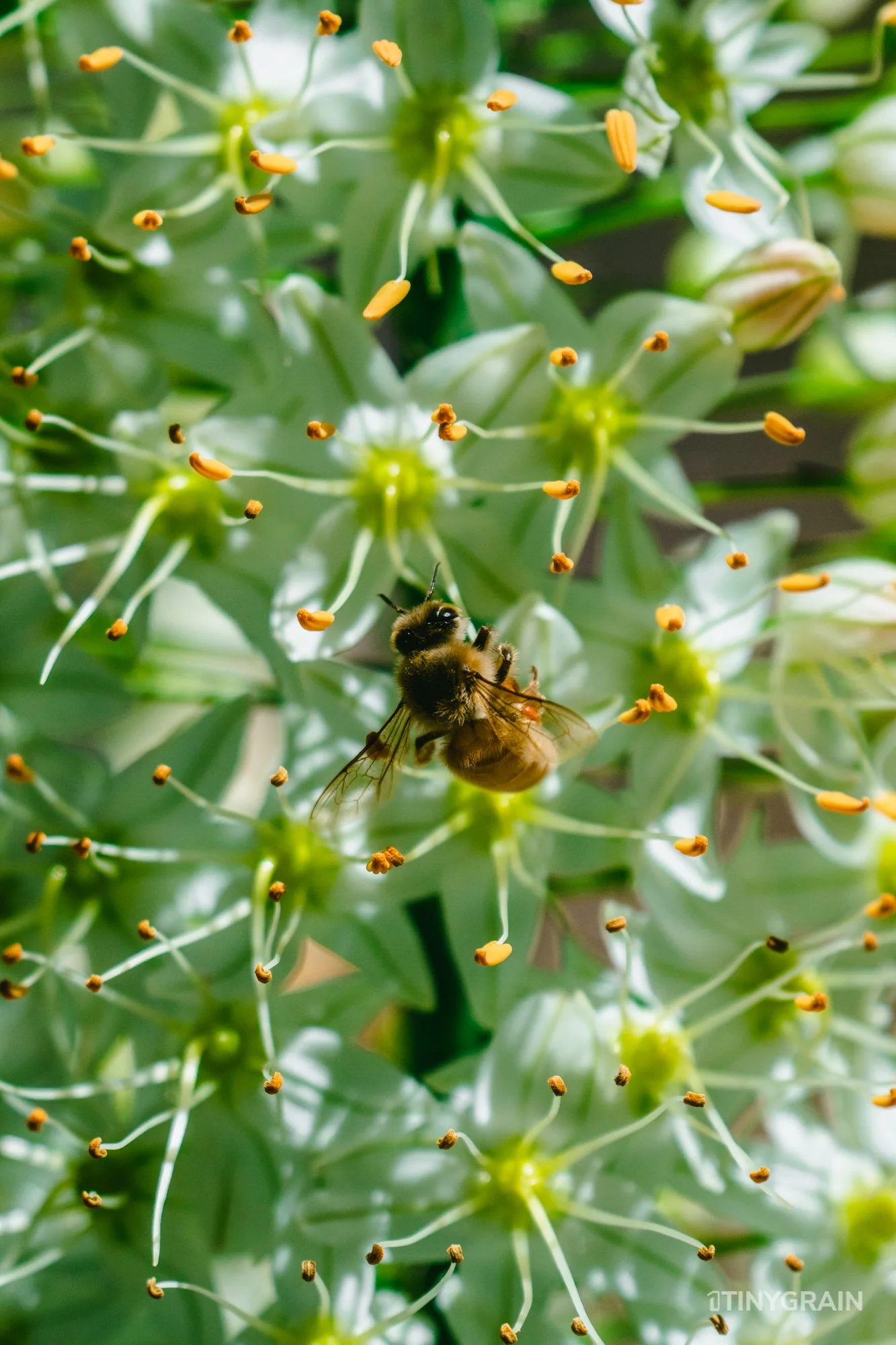 A7504062-Colorado-Denver-BotanicalGardens-Bee.jpg