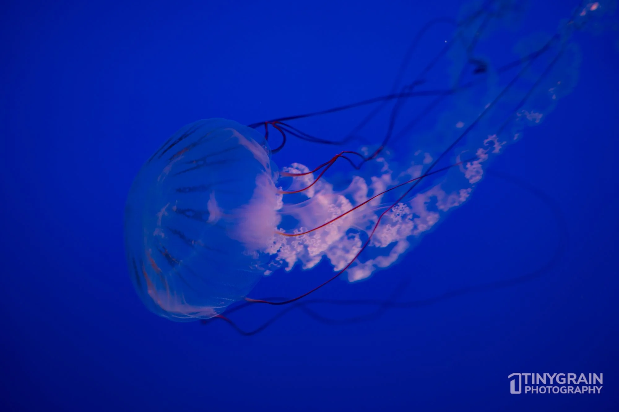 2023-04-HoustonZoo-A7401094-galapagos-openingexhibit-jellyfish-wildlife-conservation.jpg