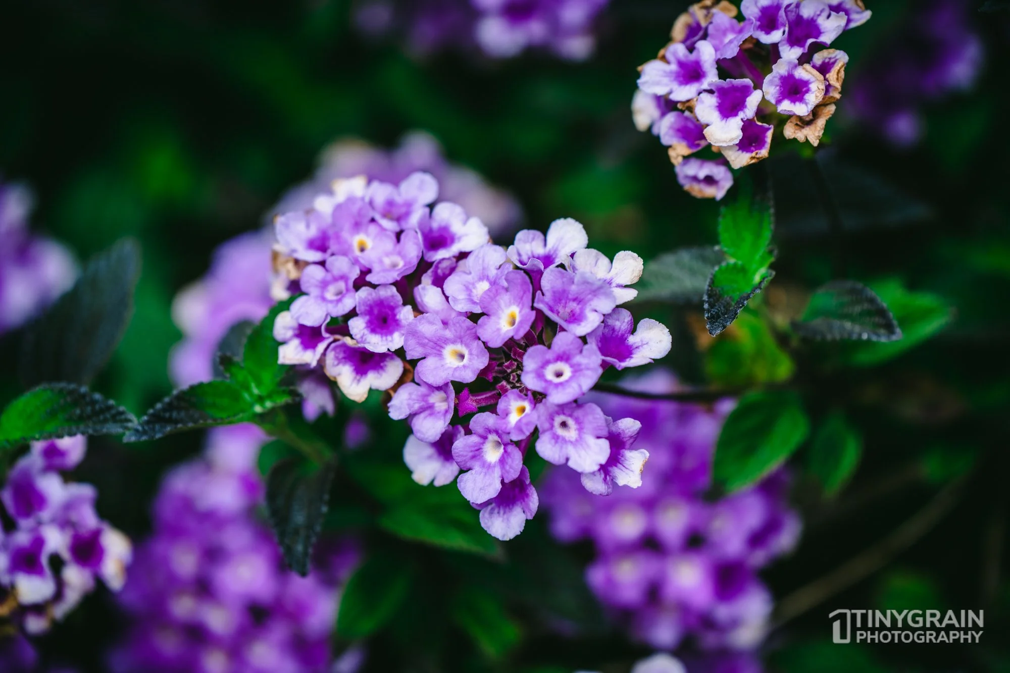 20230528-Sausalito-A7503423-bay-area-sausalito-flower.jpg