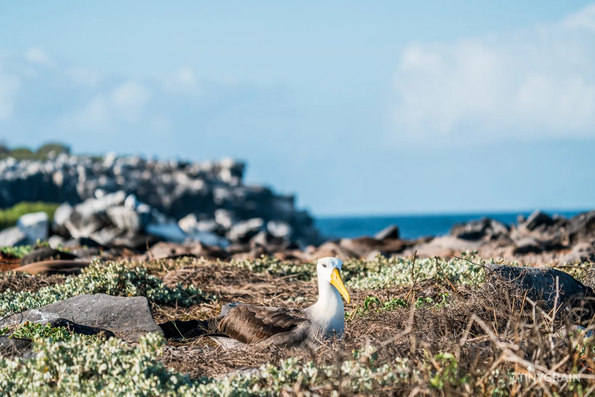 20230807-Galapagos-10-IslaEspanola-SuarezPoint-A7501336-galapagos-islands-ecuador-wildlife-marine-conservation-species-darwin.jpg
