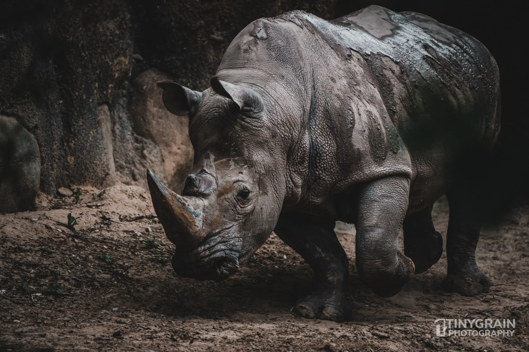 2023-04-HoustonZoo-A7401564-southern-white-rhino-wildlife-conservation.jpg