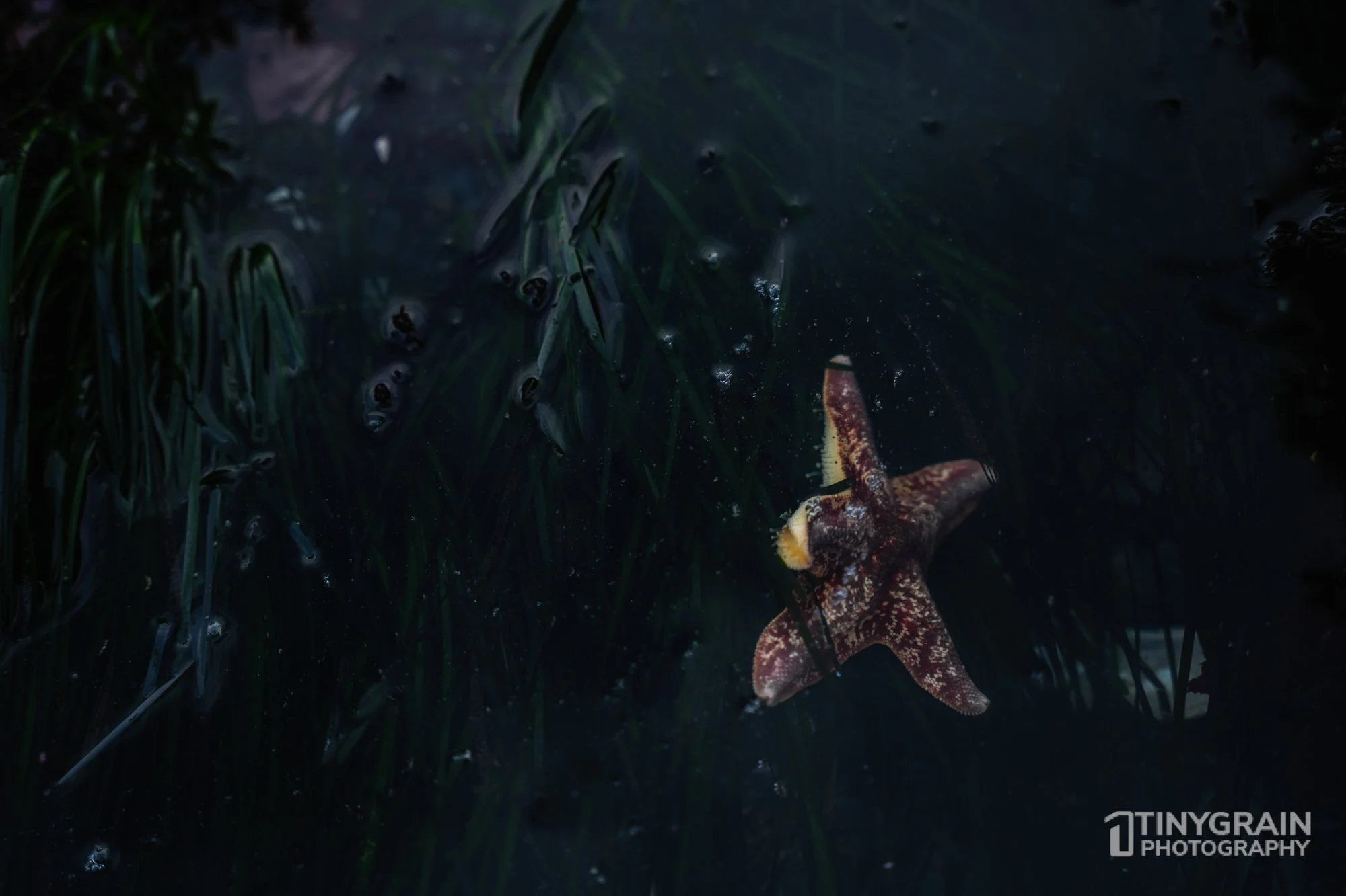 202212-TSR-PebbleBeach-A7405186-the-sea-ranch-marine-conservation-pacific-ocean-sea-star-waving.jpg