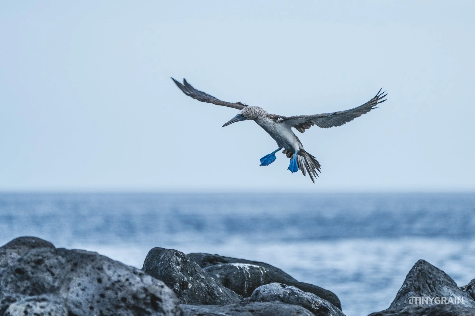 20230808-Galapagos-12-IslaSannCristobal-LobosIslet-A7503341-galapagos-islands-ecuador-wildlife-marine-conservation-species-darwin.jpg