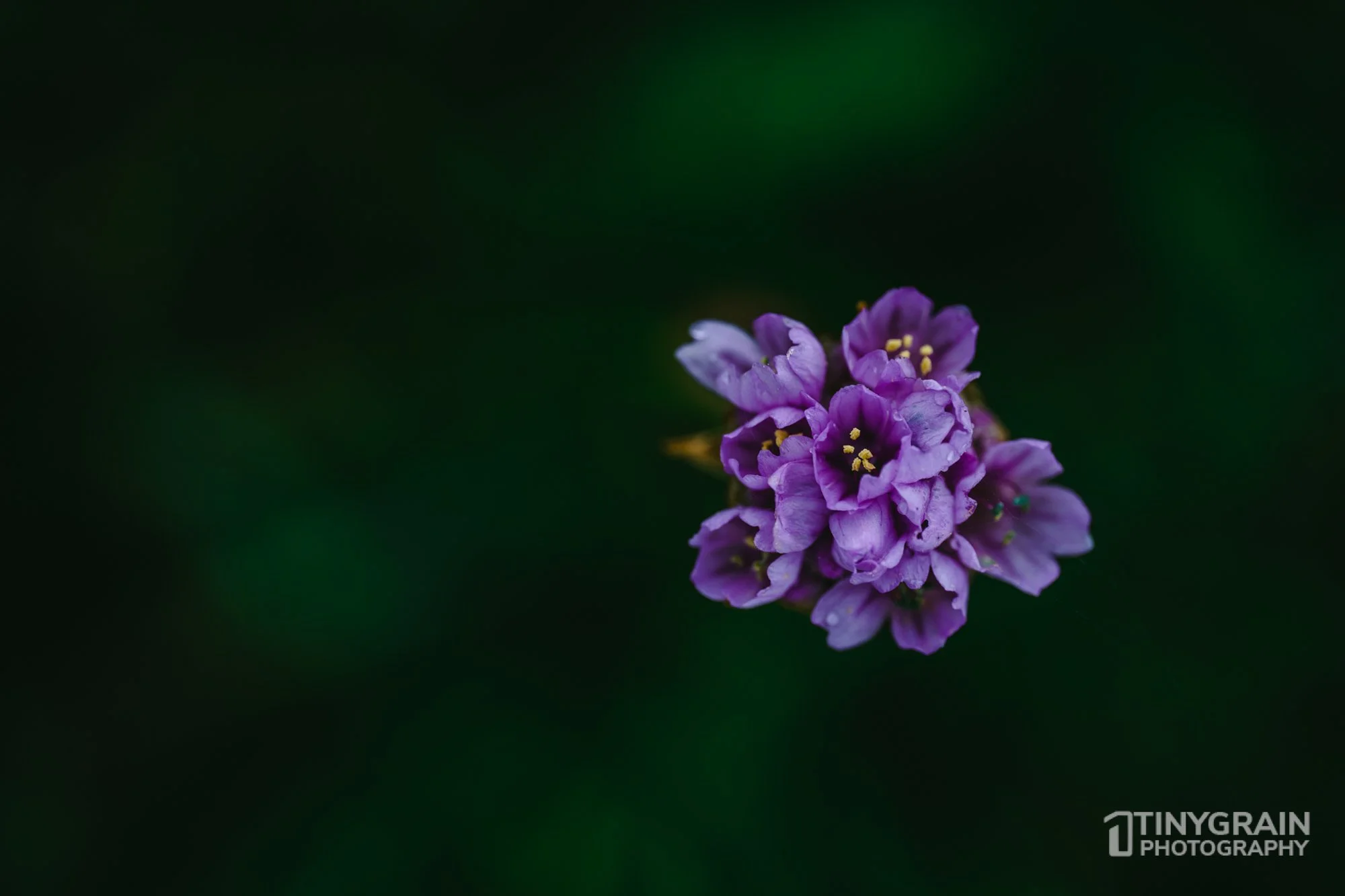 20230503-SalalTrailHike-A7402497-the-sea-ranch-marine-conservation-pacific-ocean-salal-trail-hike-flower.jpg