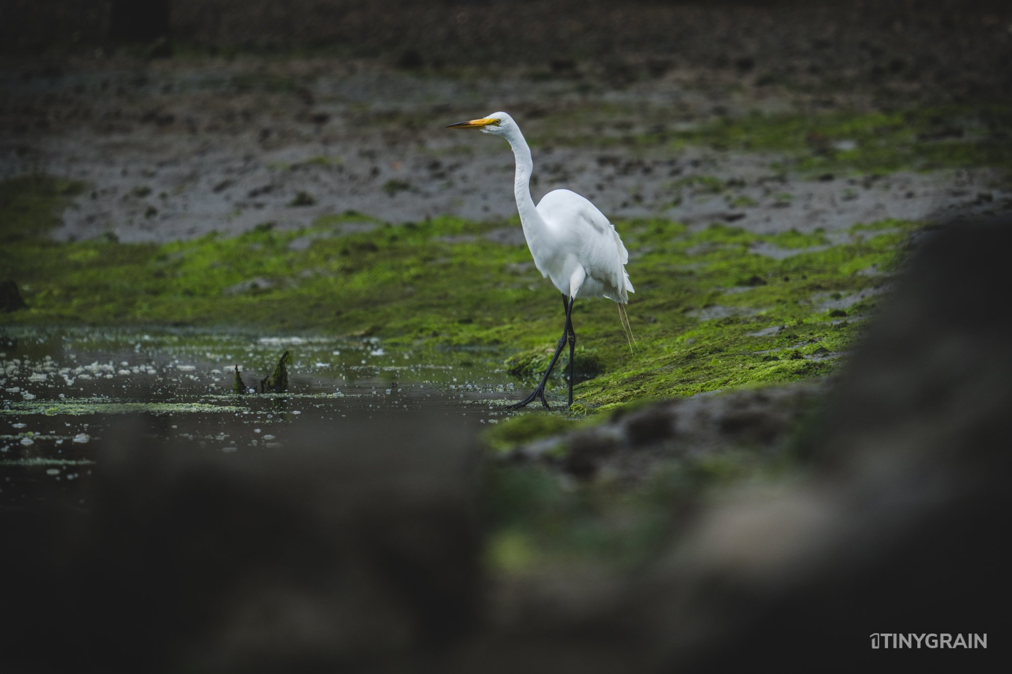 20230715-StinsonBeach-BolinasLagoon-LowTide-A7500624-wildlife-conservation-heron-egret-pelican.jpg