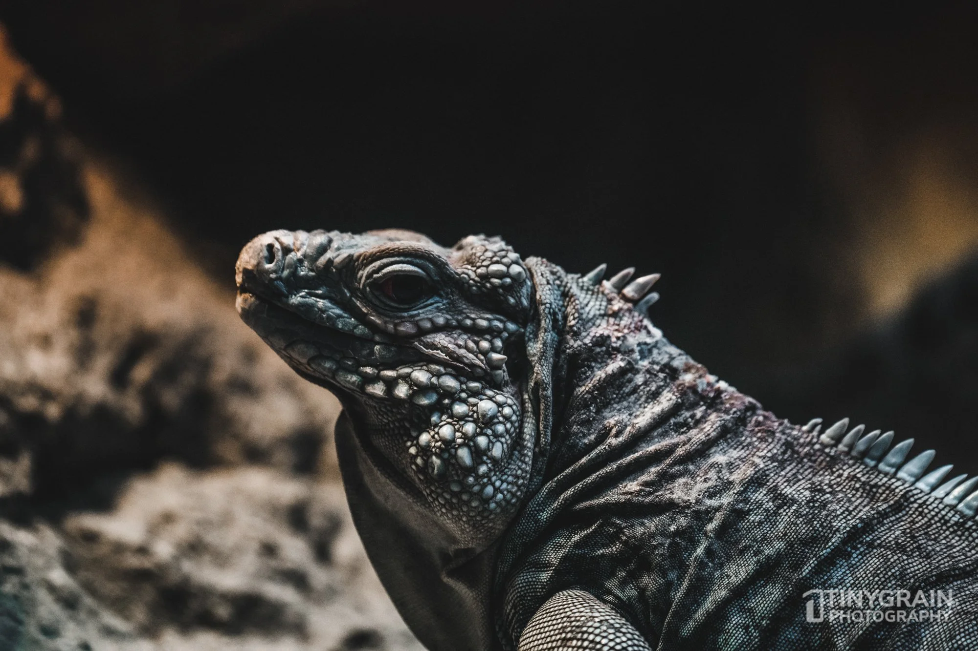 2023-04-HoustonZoo-A7400974-galapagos-openingexhibit-iguana-wildlife-conservation.jpg