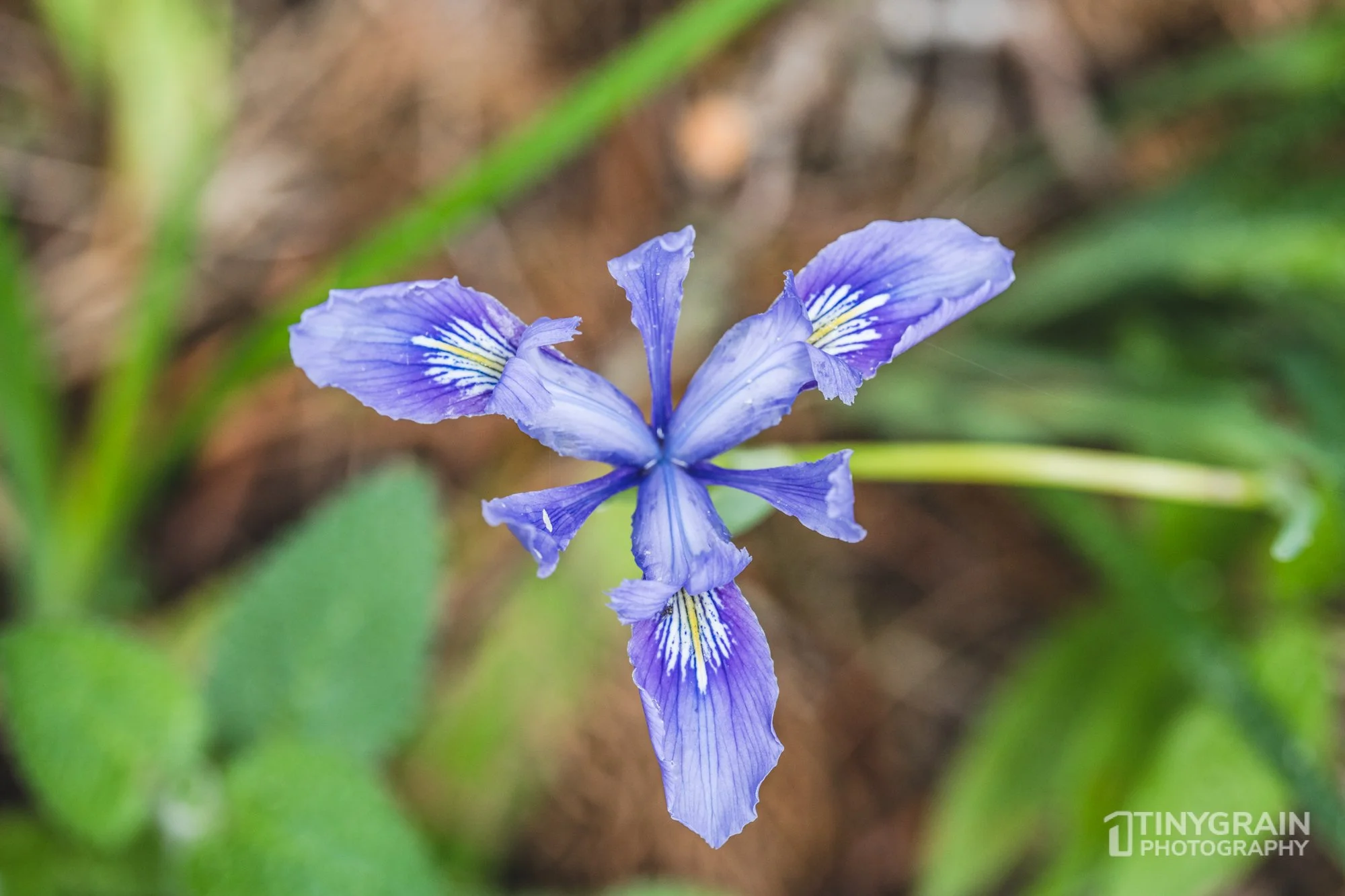 20230503-SalalTrailHike-A7402376-the-sea-ranch-marine-conservation-pacific-ocean-salal-trail-hike-flower-wild-iris.jpg