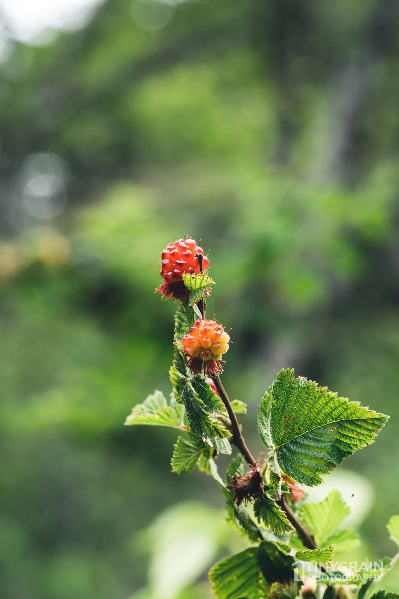 20230503-SalalTrailHike-A7402436-the-sea-ranch-marine-conservation-pacific-ocean-salal-trail-hike-raspberry.jpg