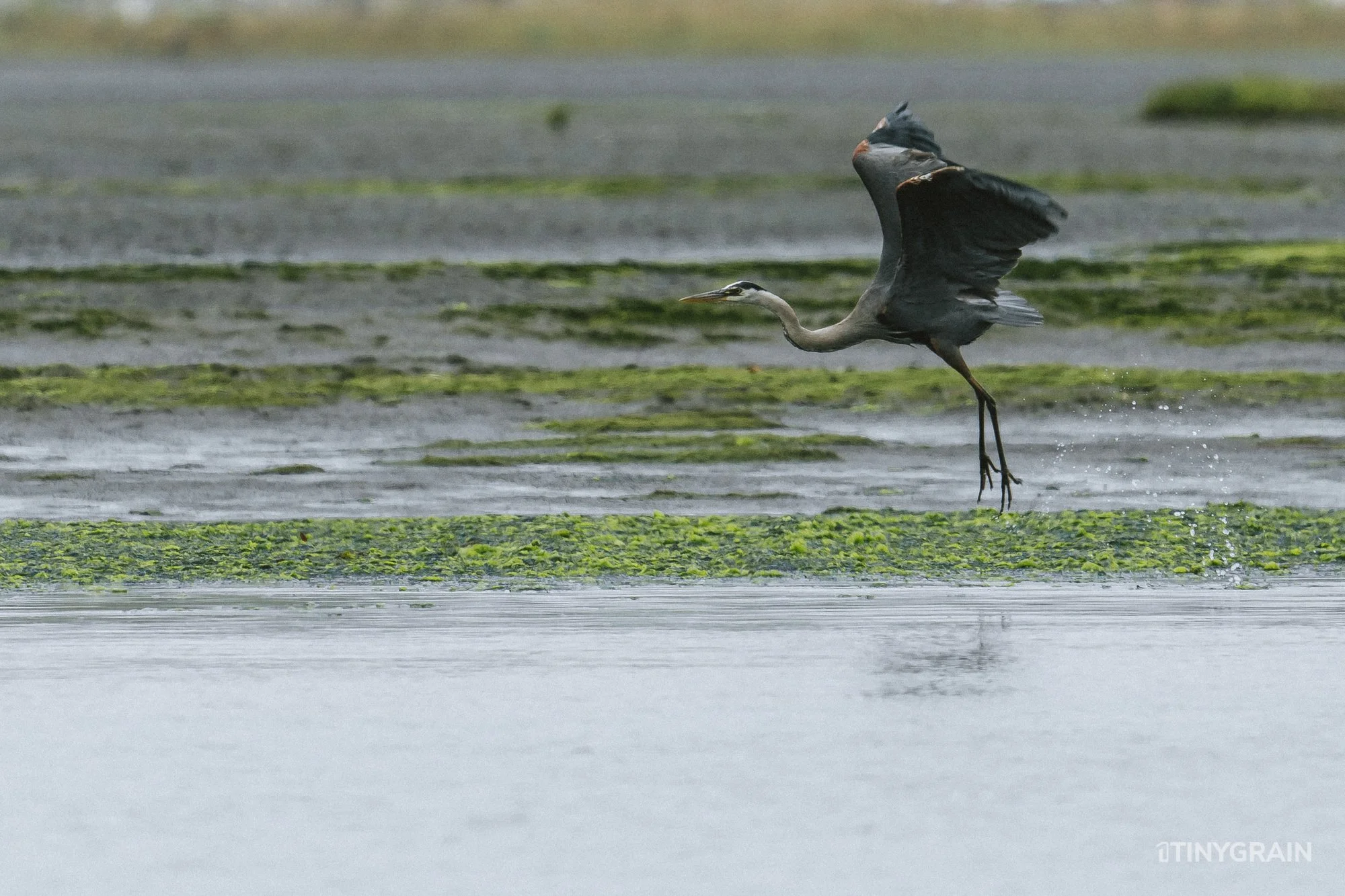 20230715-StinsonBeach-BolinasLagoon-LowTide-A7500442-wildlife-conservation-heron-egret-pelican.jpg