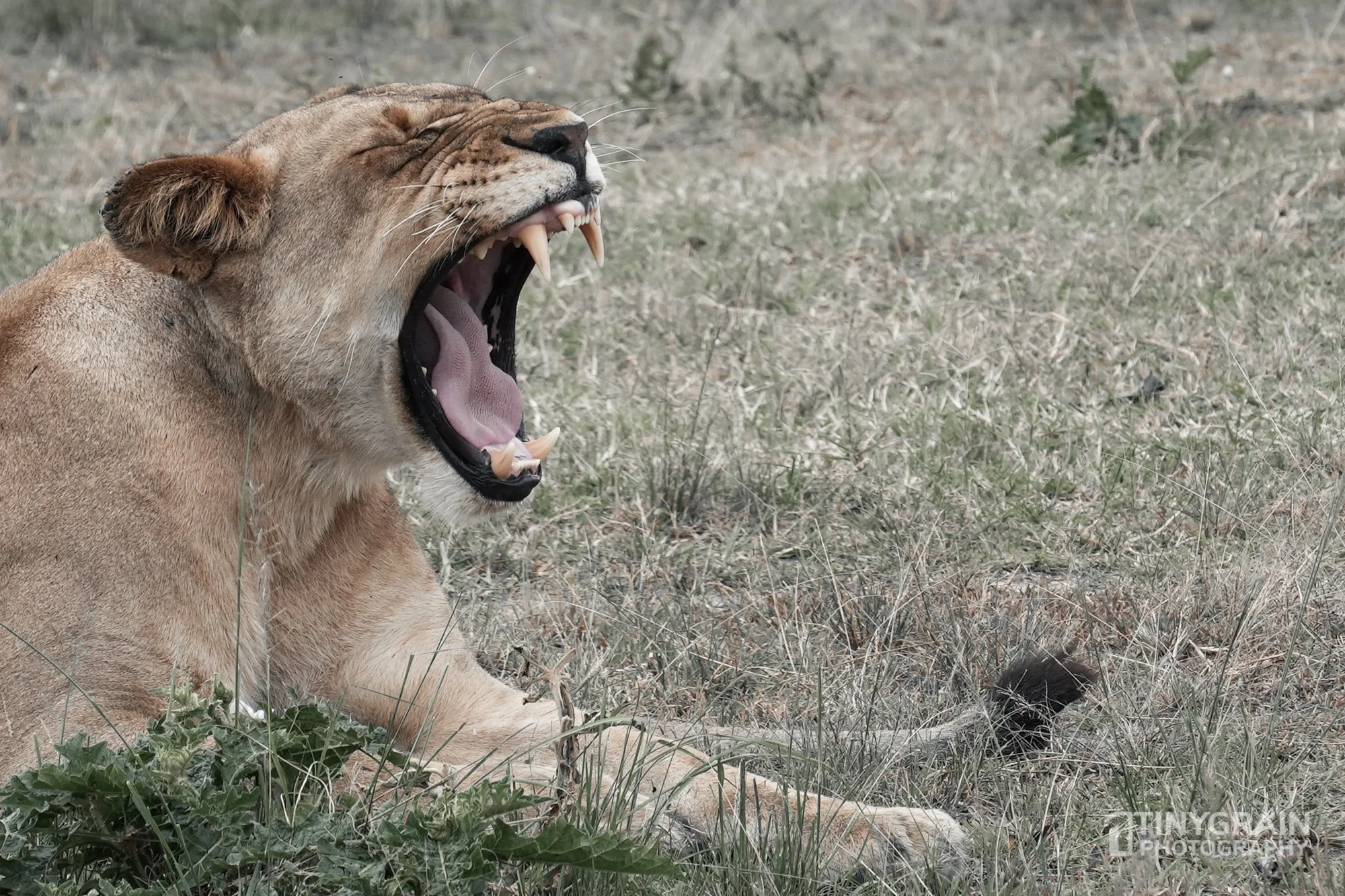 202201-Rwanda-A7400170-akageranationalpark-lioness-yawning-teeth-jaws-wildlife-conservation.jpg
