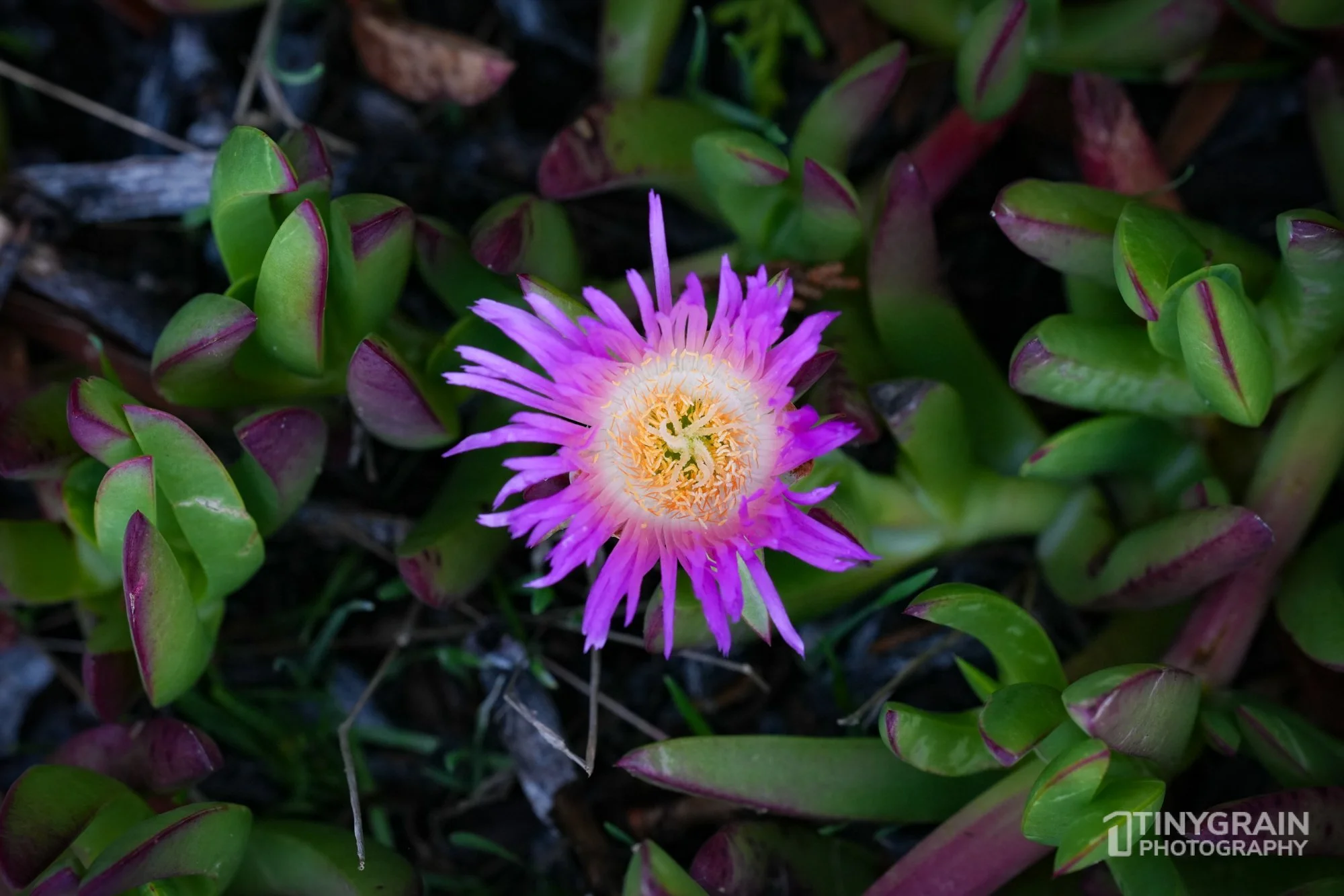 20221223-TSR-A7406139-the-sea-ranch-marine-conservation-pacific-ocean-flower.jpg