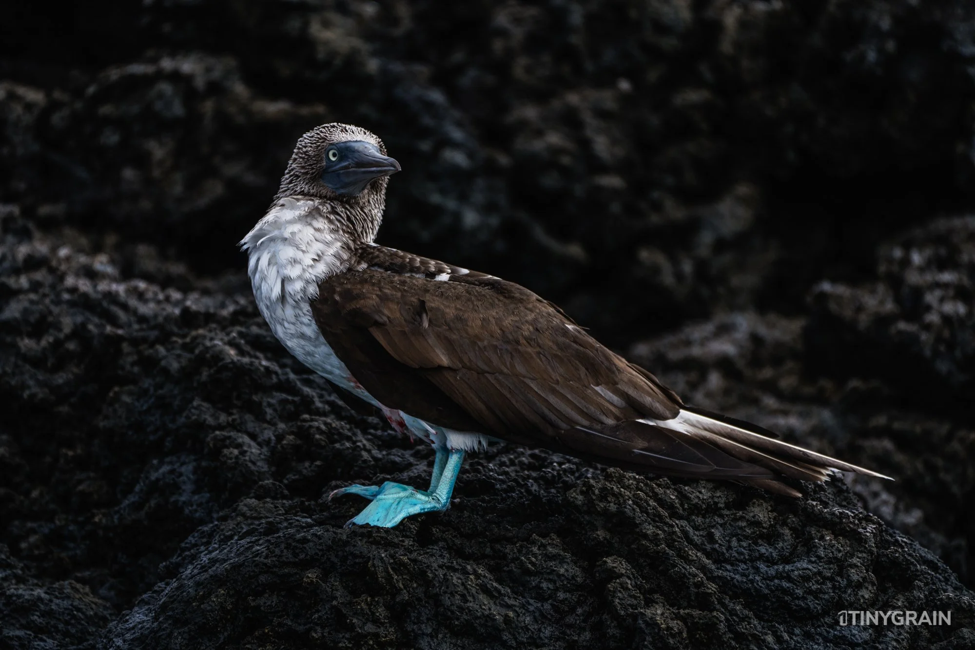 20230805-Galapagos-06-IslaSantiago-ChineseHat-A7507610-galapagos-islands-ecuador-wildlife-marine-conservation-species-darwin.jpg