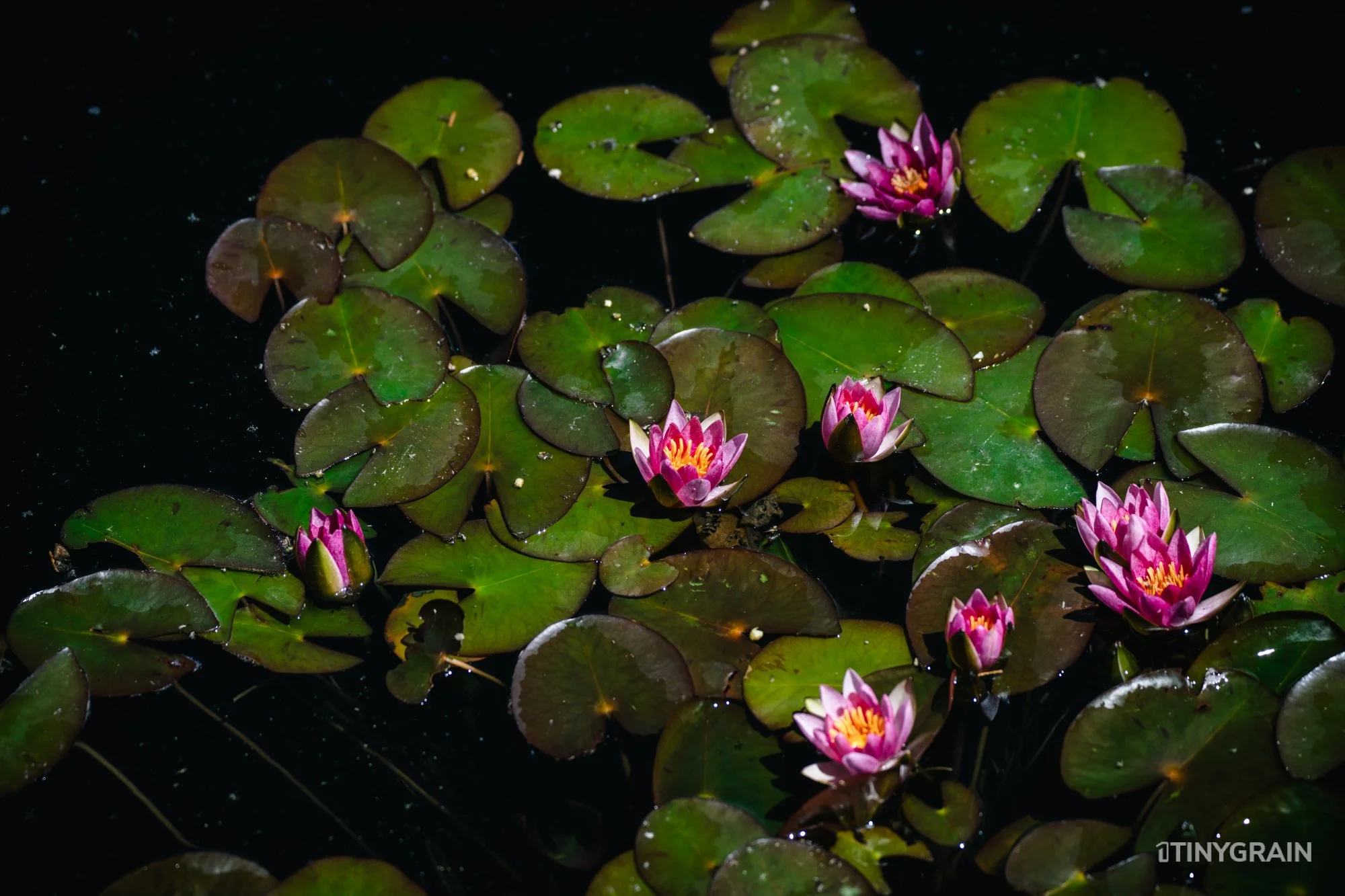 A7504157-Colorado-Denver-BotanicalGardens-WaterLily.jpg