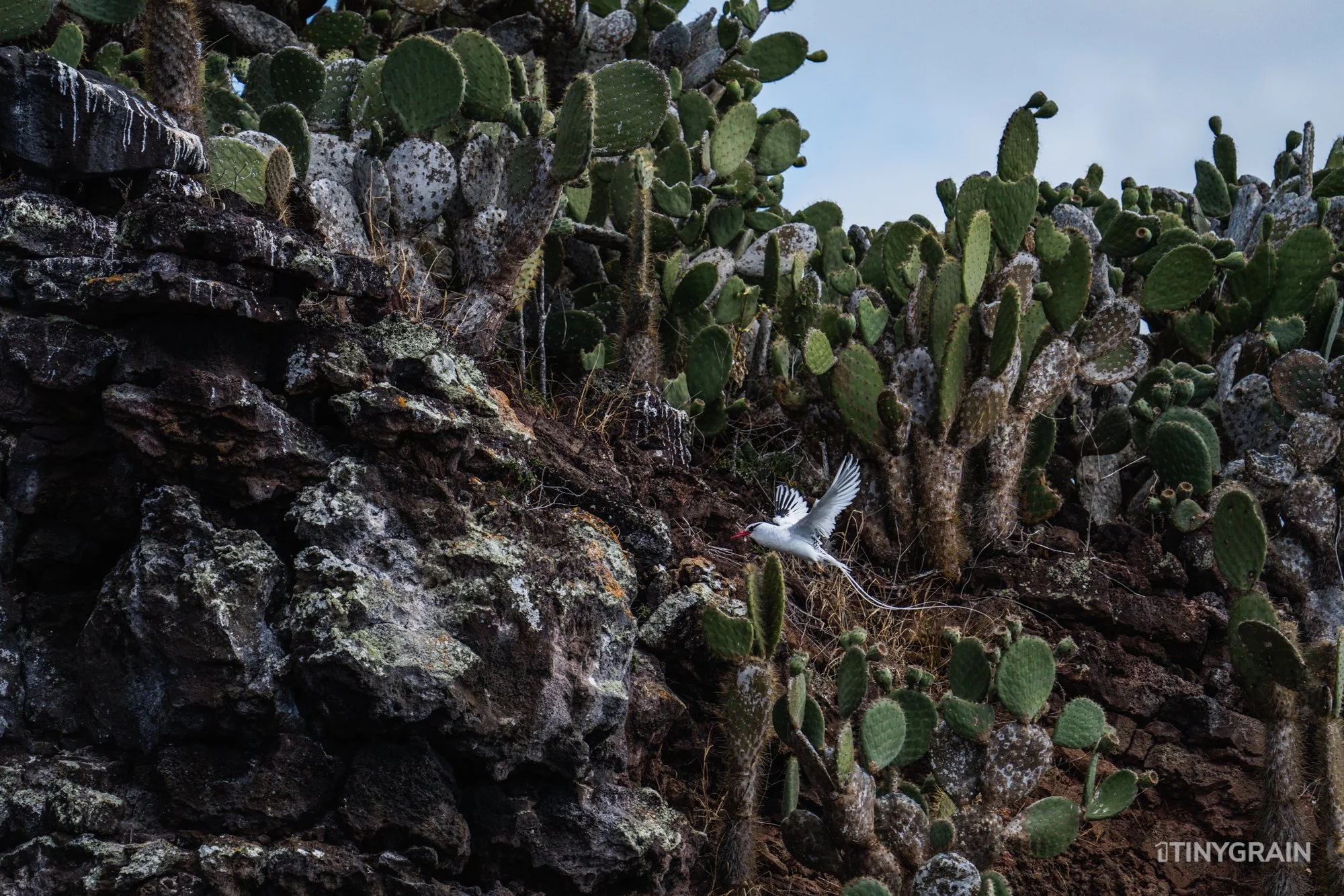 20230806-Galapagos-09-IslaFloreana-ComorantPoint-A7509688-galapagos-islands-ecuador-wildlife-marine-conservation-species-darwin.jpg