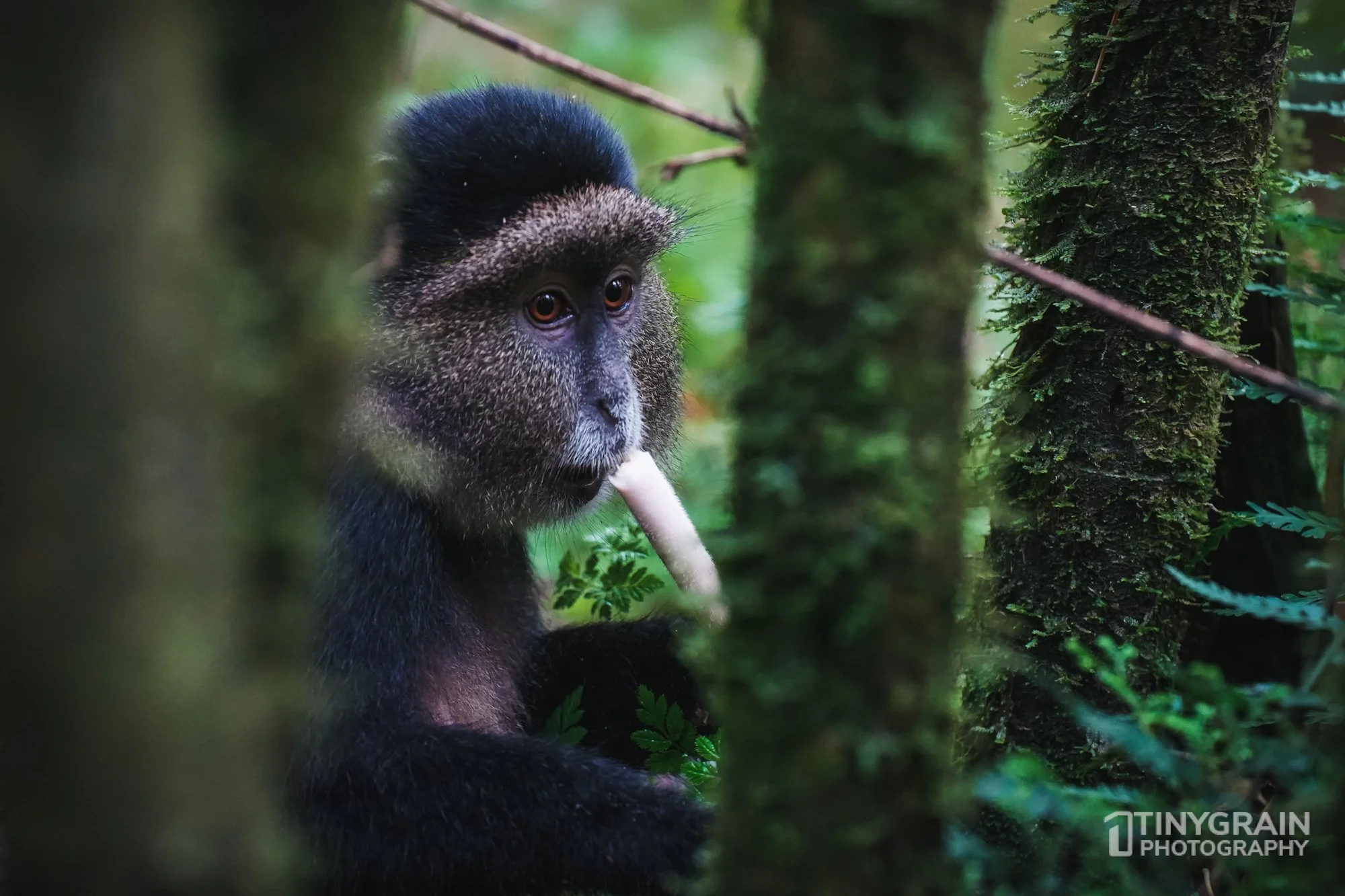 202201-Rwanda-A7403578-virunga-mountain-golden-monkey-eating-bamboo-wildlife-conservation.jpg