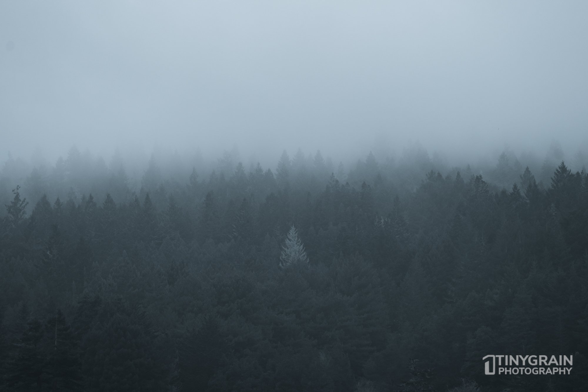 202212-TSR-NorthBluffWalk-A7406516-the-sea-ranch-marine-conservation-pacific-forest.jpg