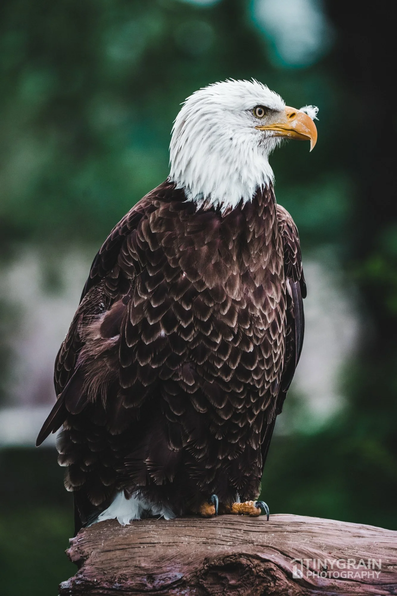 2023-04-HoustonZoo-A7401107-bald-eagle-wildlife-conservation.jpg