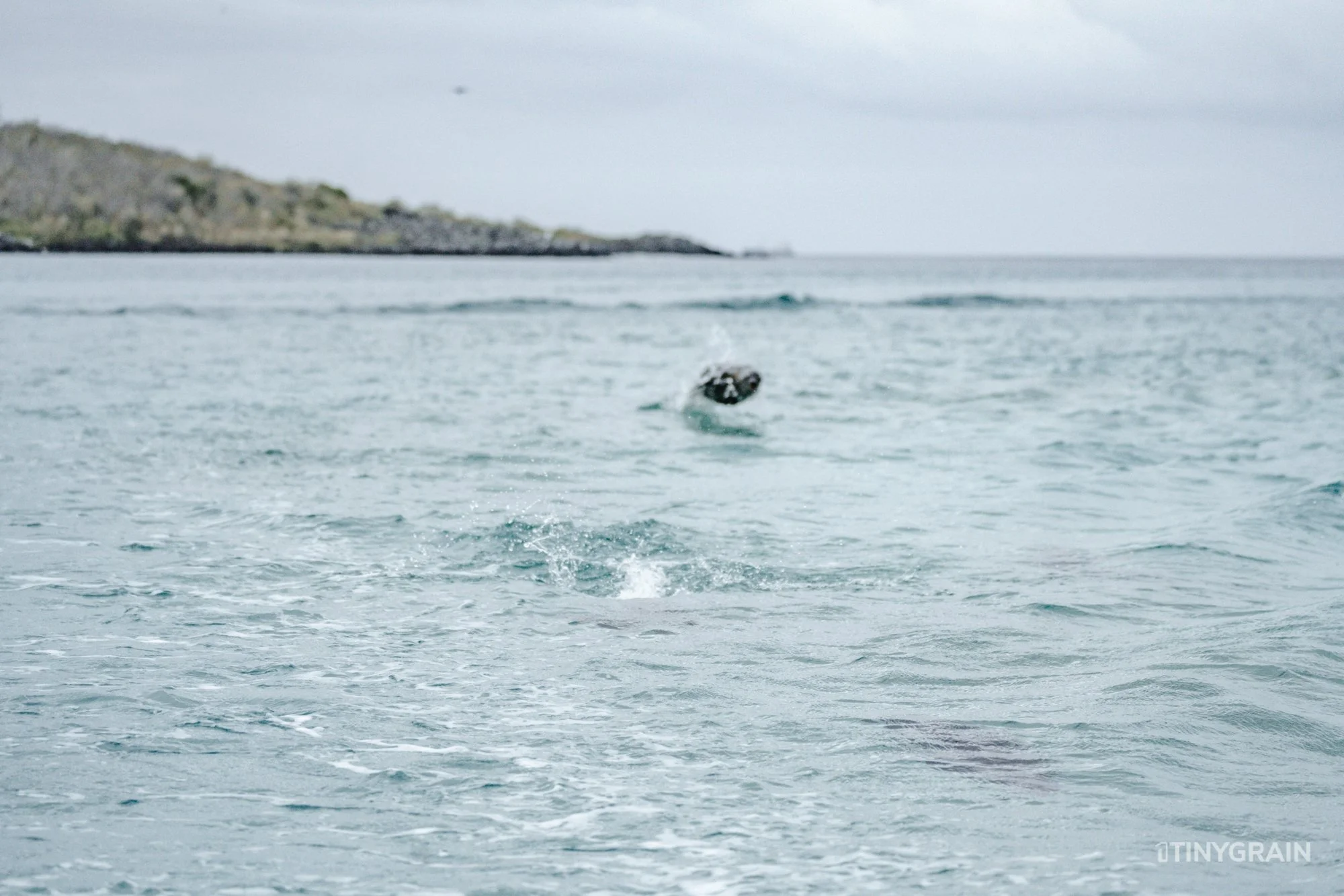 20230808-Galapagos-12-IslaSannCristobal-LobosIslet-A7503162-galapagos-islands-ecuador-wildlife-marine-conservation-species-darwin.jpg