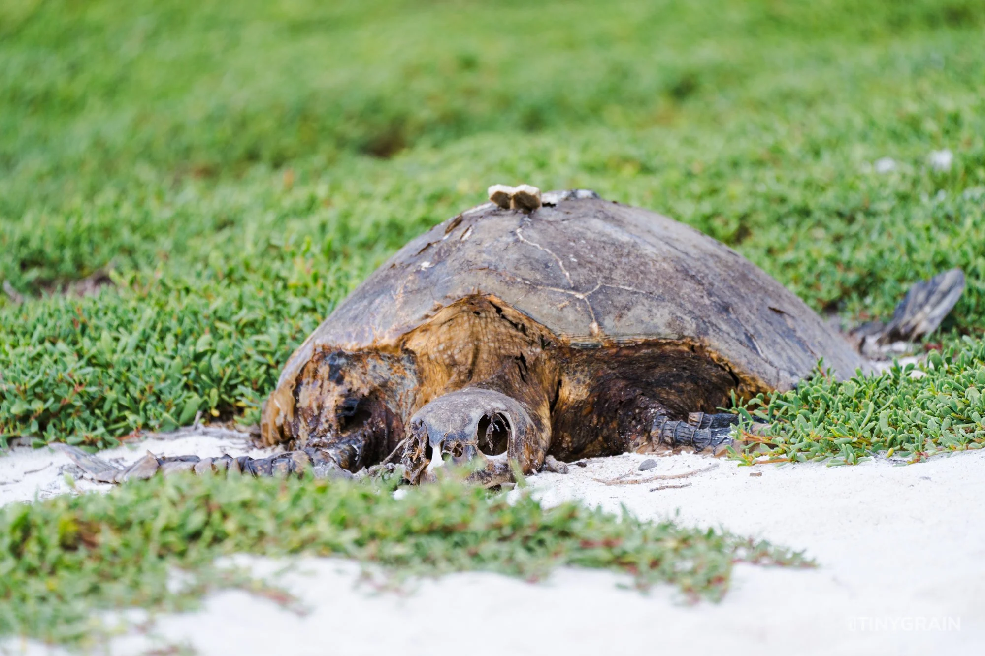 20230805-Galapagos-07-IslaSantaCruz-MosqueraIslet-A7508121-galapagos-islands-ecuador-wildlife-marine-conservation-species-darwin.jpg