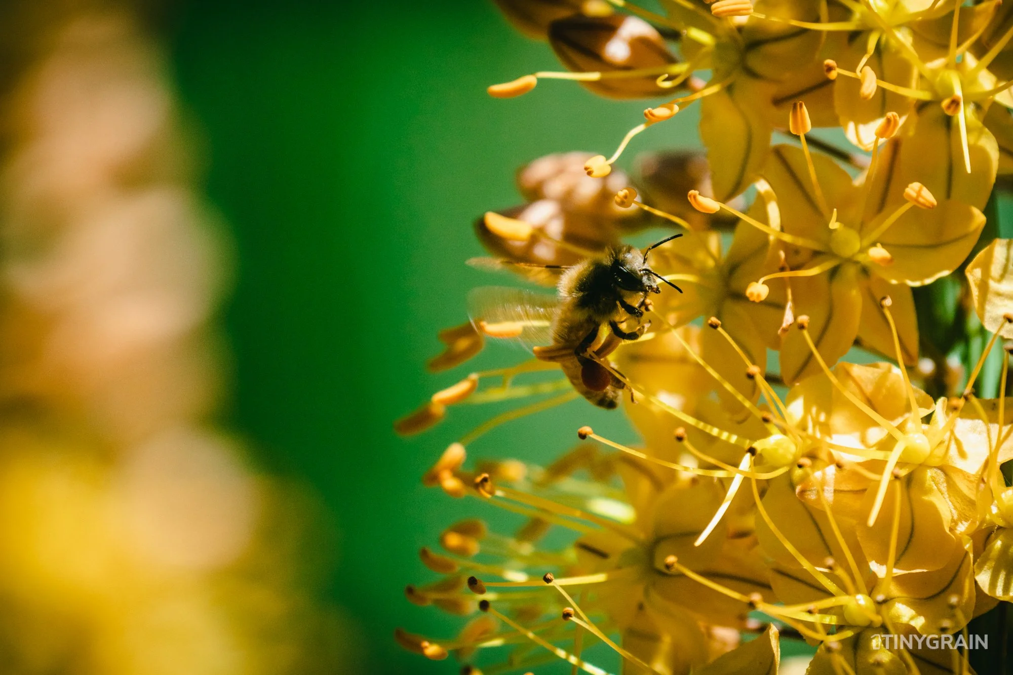 A7504093-Colorado-Denver-BotanicalGardens-Bee.jpg