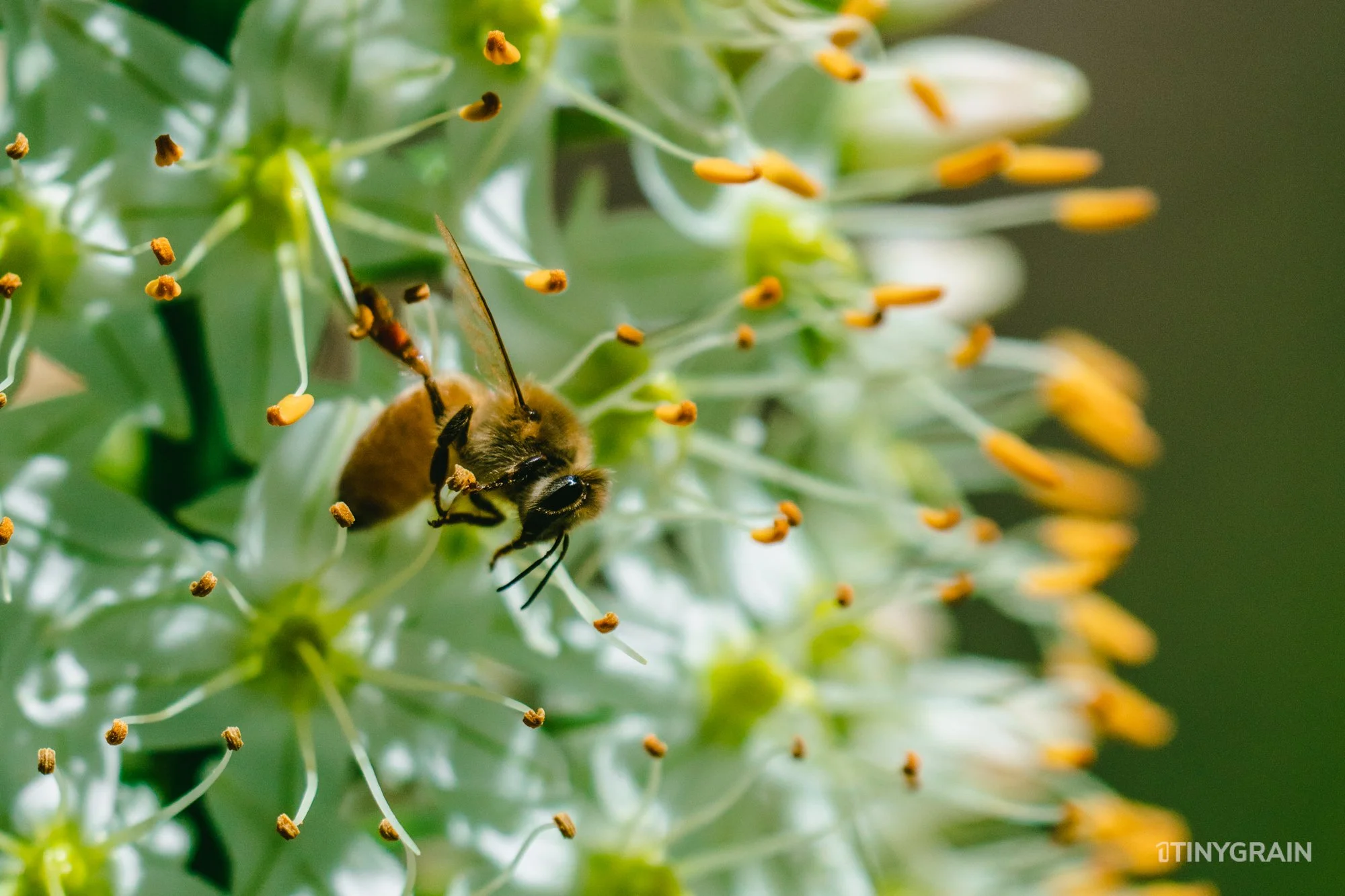 A7504081-Colorado-Denver-BotanicalGardens-Bee.jpg