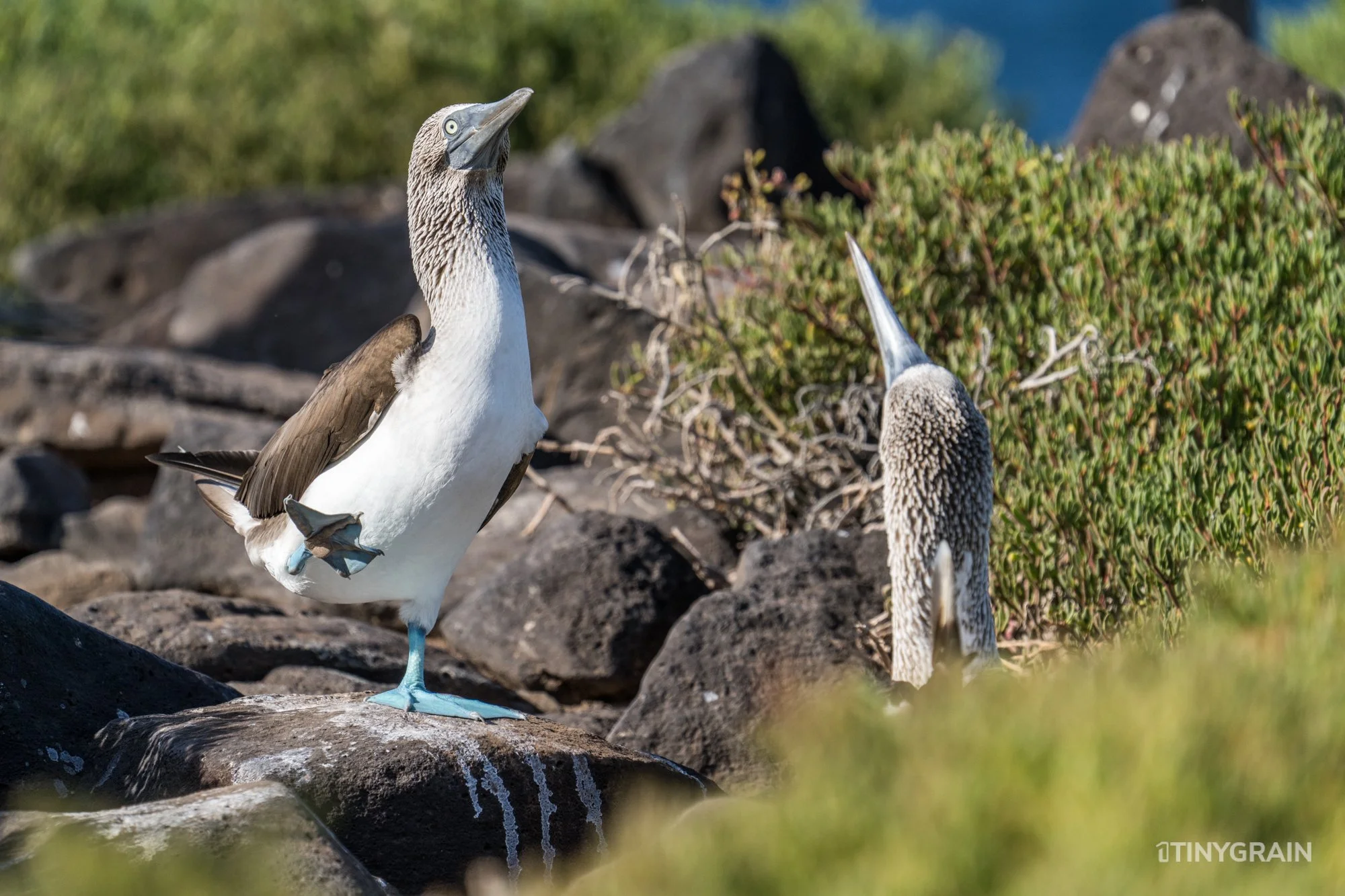 20230807-Galapagos-10-IslaEspanola-SuarezPoint-A7501912-galapagos-islands-ecuador-wildlife-marine-conservation-species-darwin.jpg