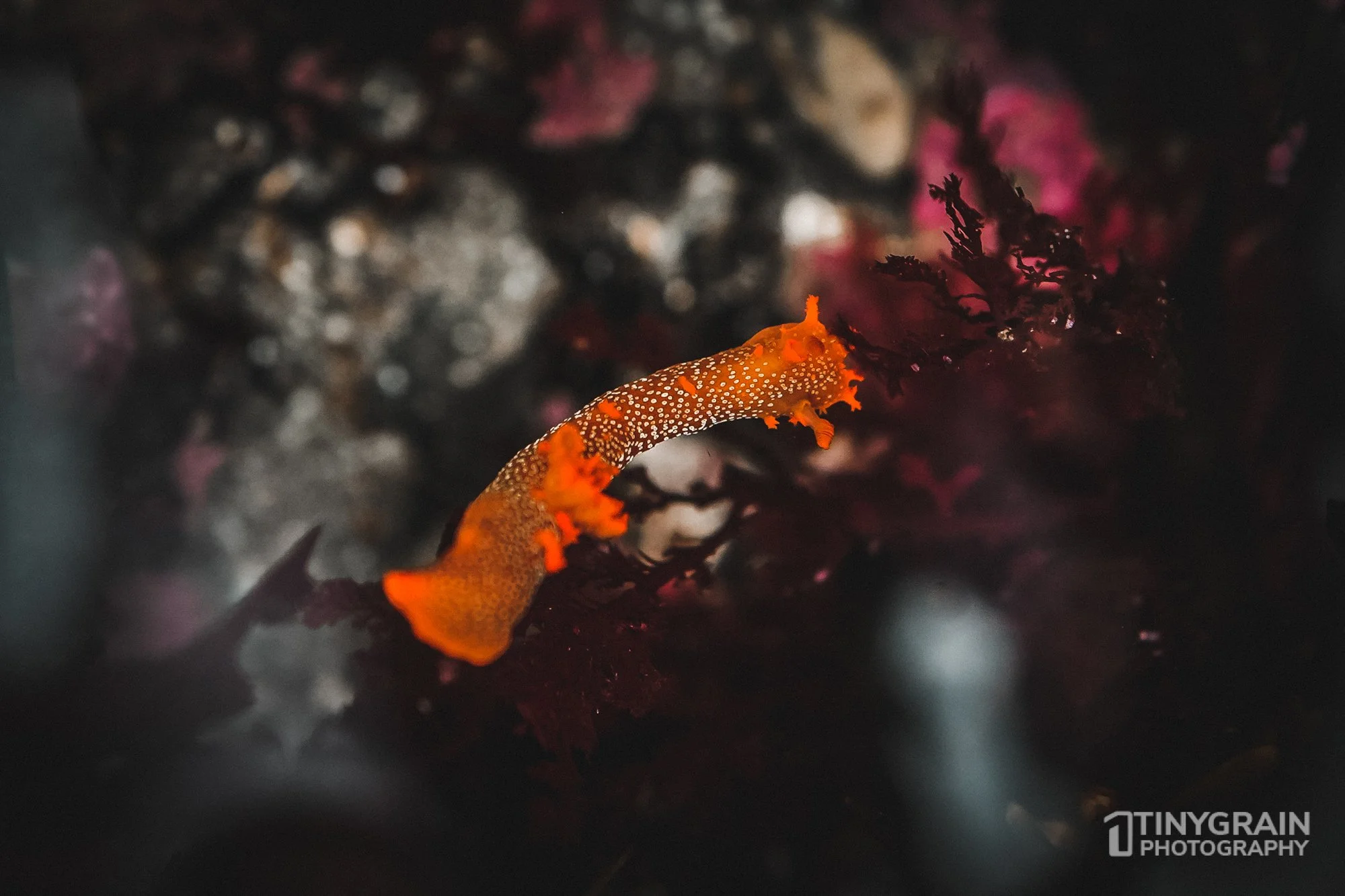 202212-TSR-WalkonBeach-A7405845-the-sea-ranch-marine-conservation-pacific-ocean-tidepools-orange-nudibranch.jpg