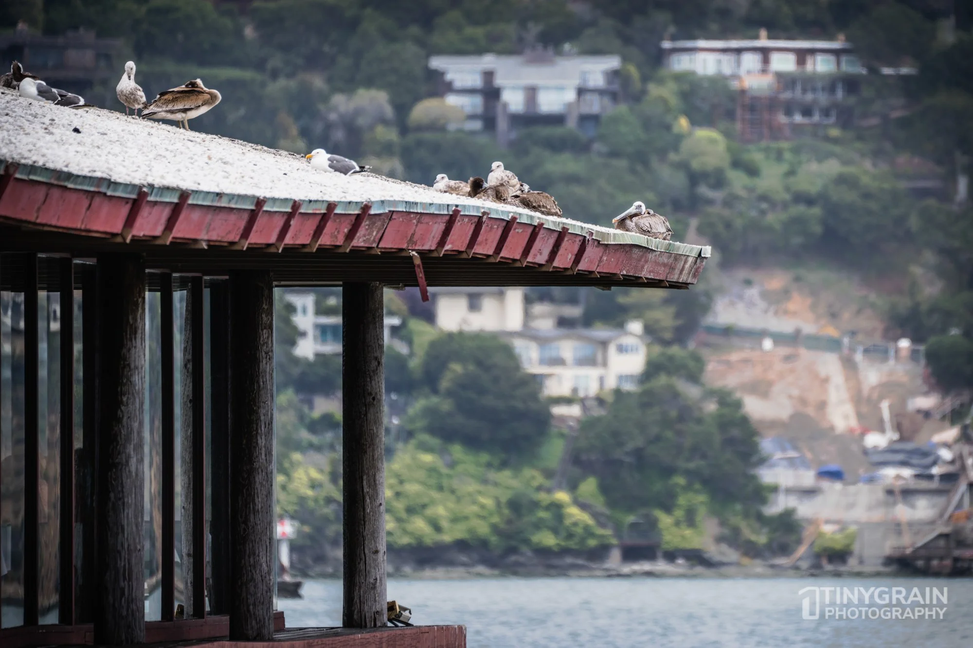 20230528-Sausalito-A7503311-bay-area-sausalito-pelican.jpg