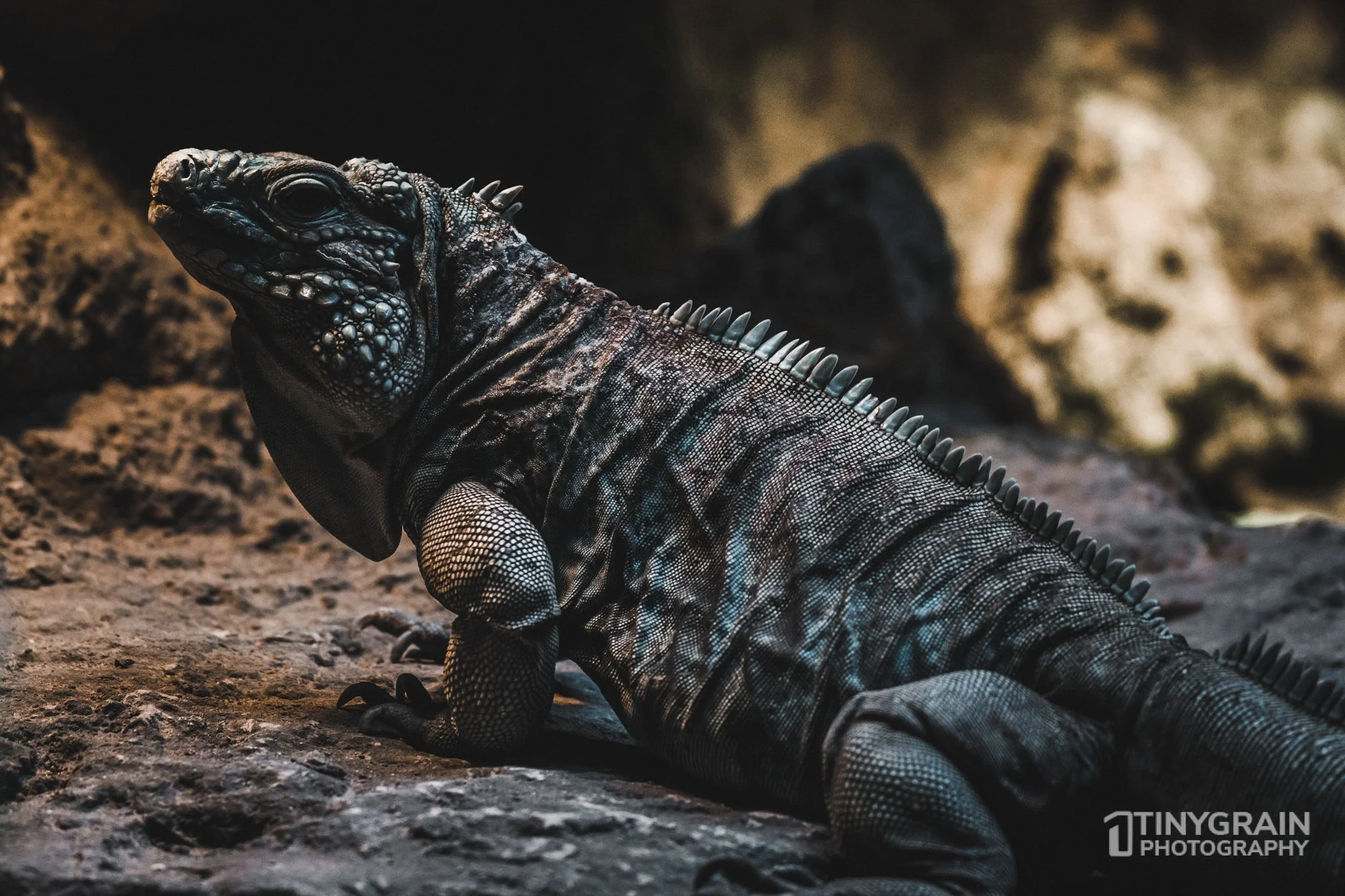 2023-04-HoustonZoo-A7400969-galapagos-openingexhibit-iguana-wildlife-conservation.jpg