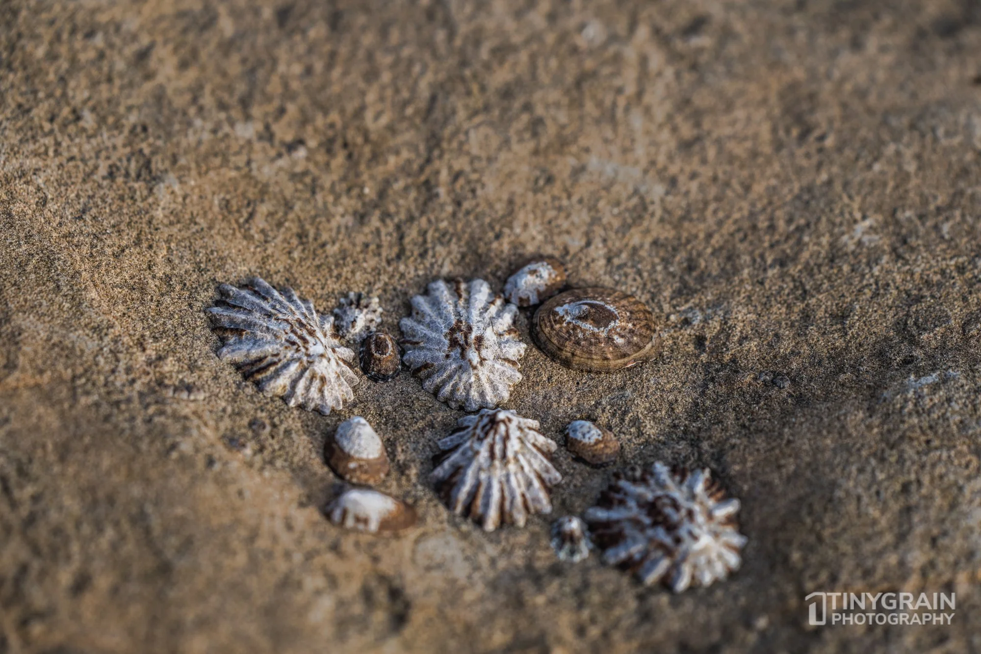 20230218-TSR-BBB-A7400857-the-sea-ranch-marine-conservation-pacific-ocean-bowling-ball-beach.jpg