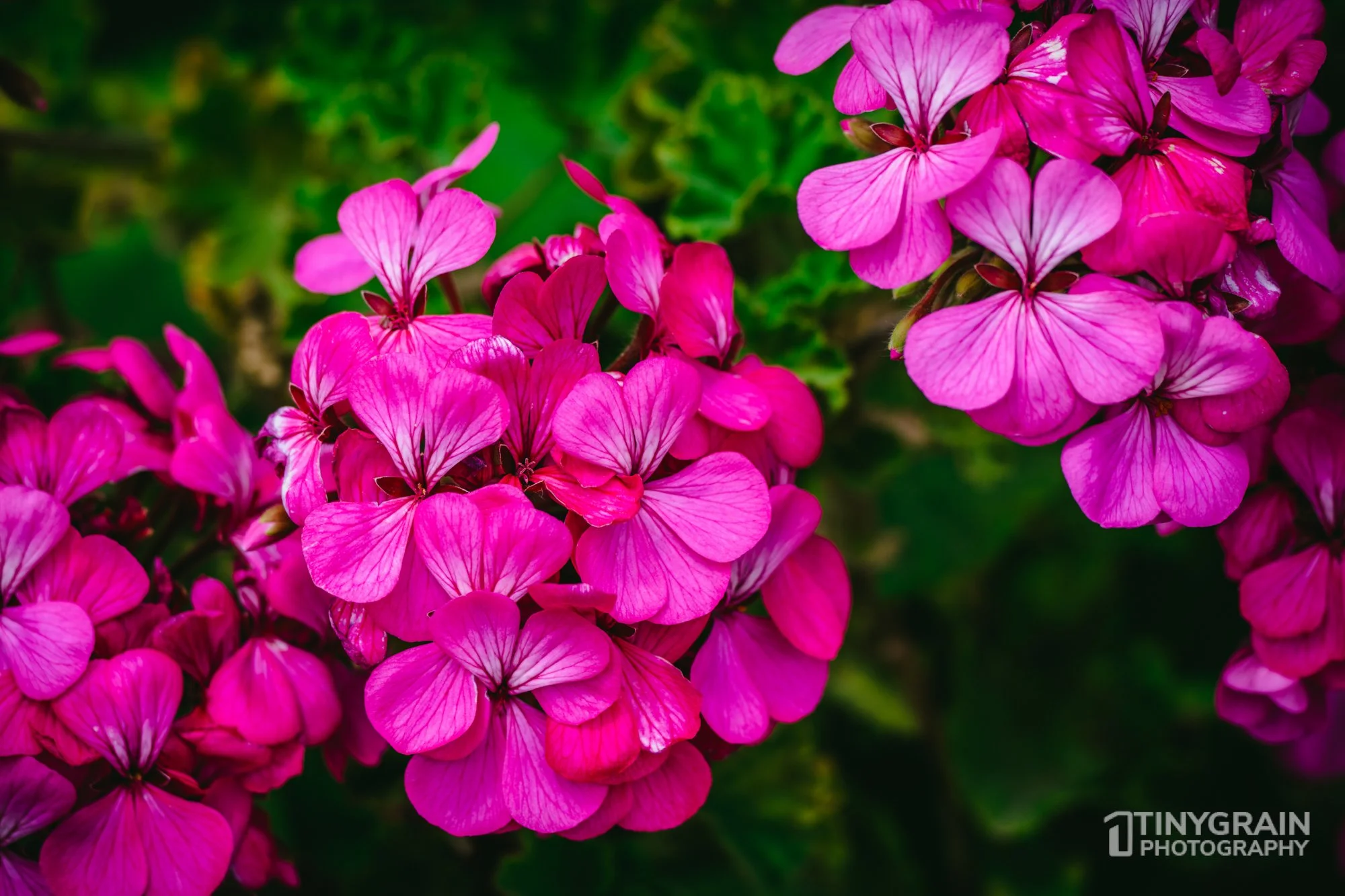 20230528-Sausalito-A7503370-bay-area-sausalito-flower.jpg