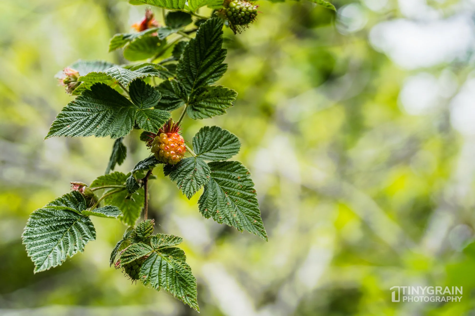 20230503-SalalTrailHike-A7402438-the-sea-ranch-marine-conservation-pacific-ocean-salal-trail-hike-raspberry.jpg
