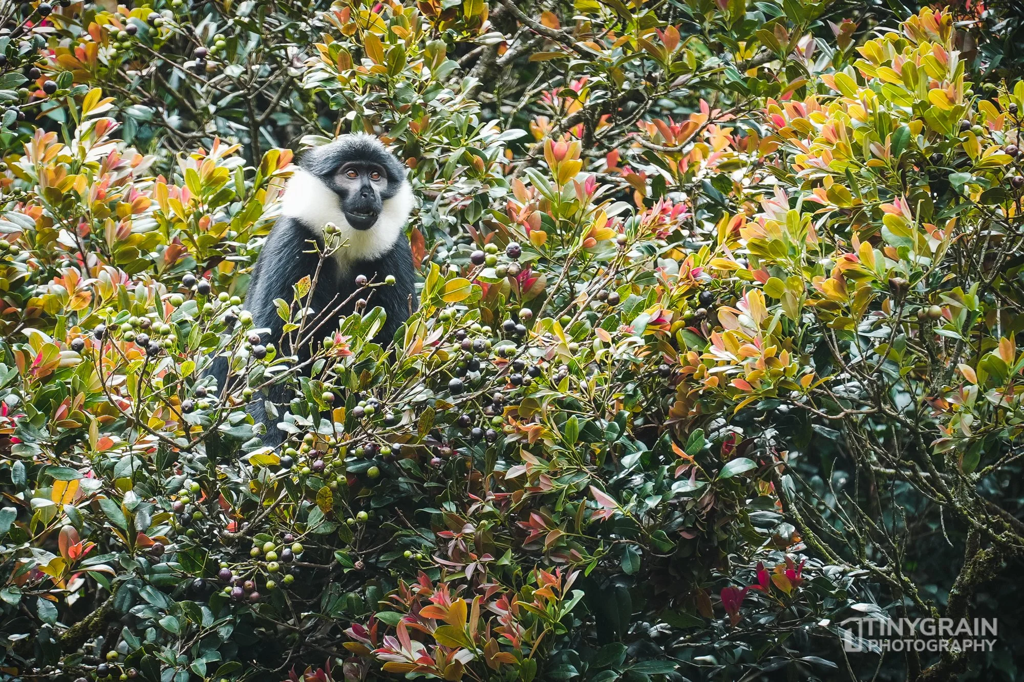 202201-Rwanda-A7403821-nyungwe-lhoest-monkey-wildlife-primate.jpg