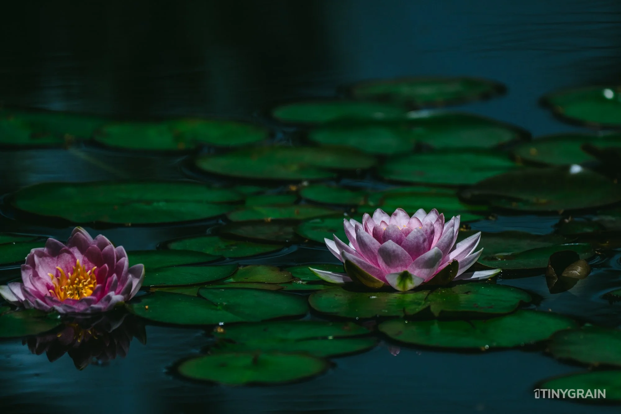 A7503997-Colorado-Denver-BotanicalGardens-WaterLily.jpg