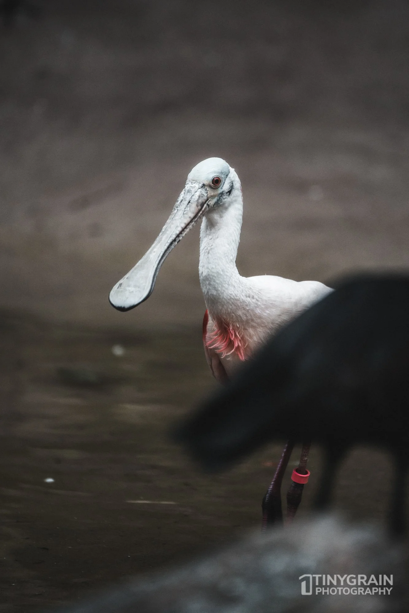 2023-04-HoustonZoo-A7401175-roseate-spoonbill-wildlife-conservation.jpg