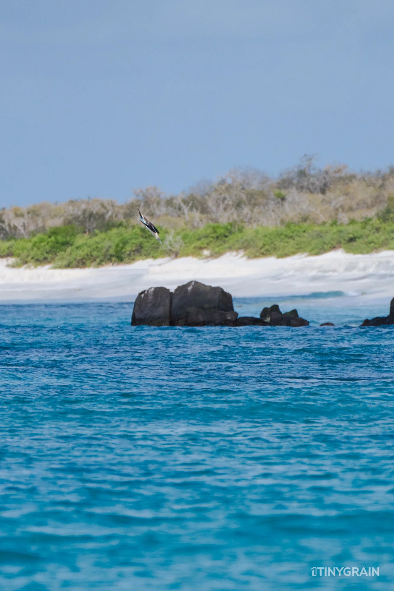 20230807-Galapagos-11-IslaEspanola-GardnerBay-A7502926-galapagos-islands-ecuador-wildlife-marine-conservation-species-darwin.jpg