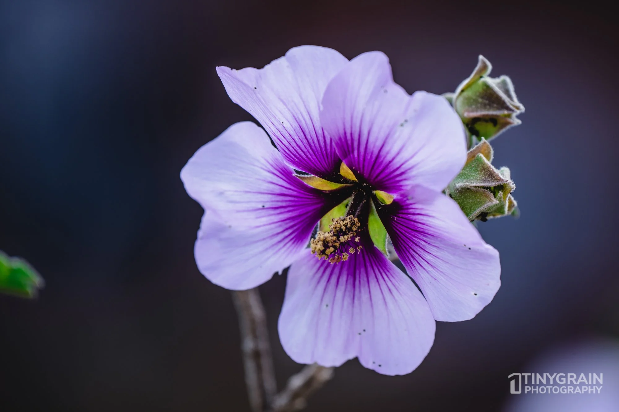 20230528-Sausalito-A7503384-bay-area-sausalito-flower.jpg