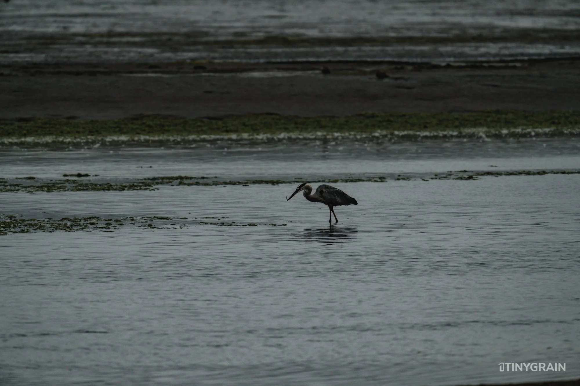 20230715-StinsonBeach-BolinasLagoon-LowTide-A7500197-wildlife-conservation-heron-egret-pelican.jpg