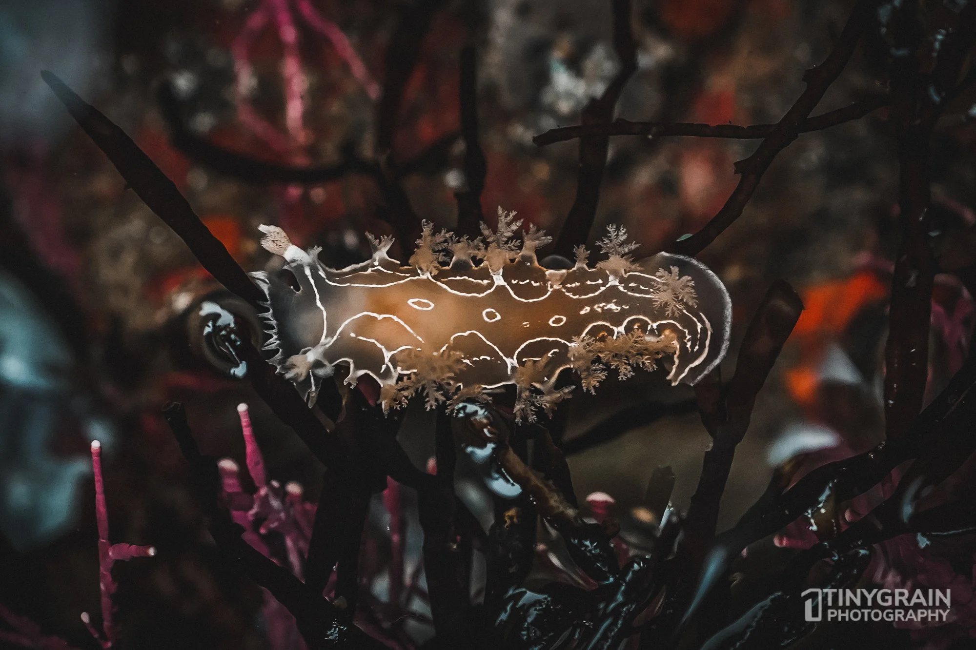 202212-TSR-WalkonBeach-A7405810-the-sea-ranch-marine-conservation-pacific-ocean-tidepools-nudibranch.jpg
