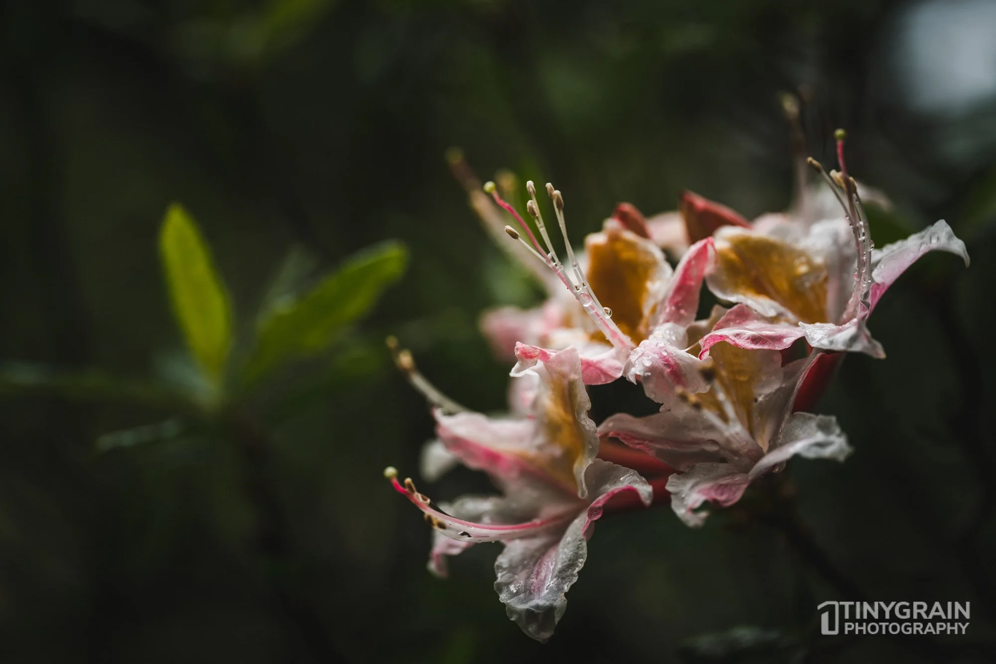 20230503-SalalTrailHike-A7402360-the-sea-ranch-marine-conservation-pacific-ocean-salal-trail-hike-flower.jpg
