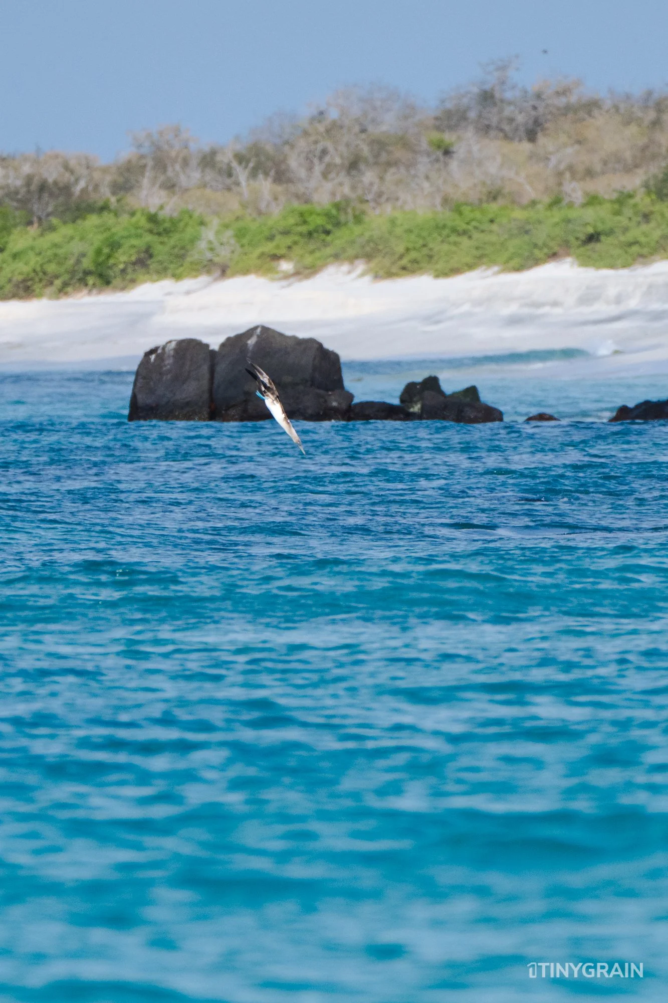 20230807-Galapagos-11-IslaEspanola-GardnerBay-A7502927-galapagos-islands-ecuador-wildlife-marine-conservation-species-darwin.jpg