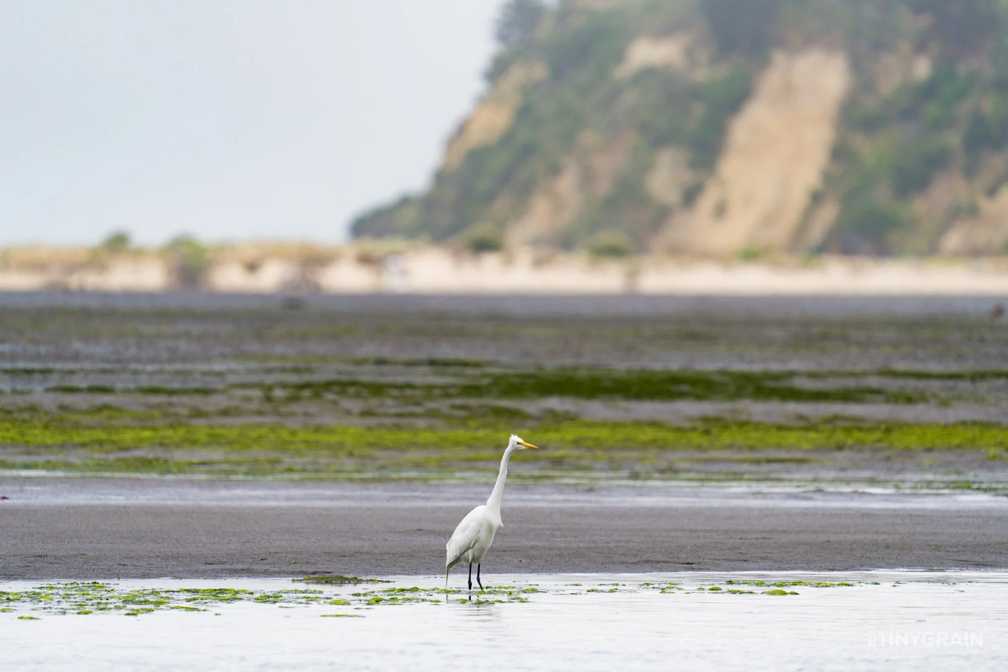 20230715-StinsonBeach-BolinasLagoon-LowTide-A7500312-wildlife-conservation-heron-egret-pelican.jpg