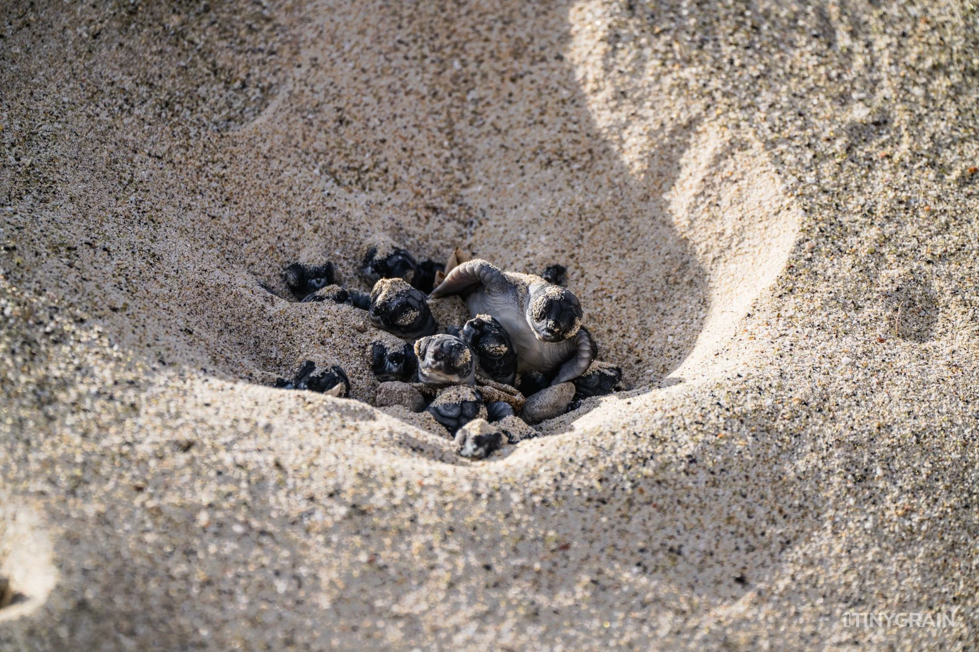 20230806-Galapagos-09-IslaFloreana-ComorantPoint-A7500049-galapagos-islands-ecuador-wildlife-marine-conservation-species-darwin.jpg