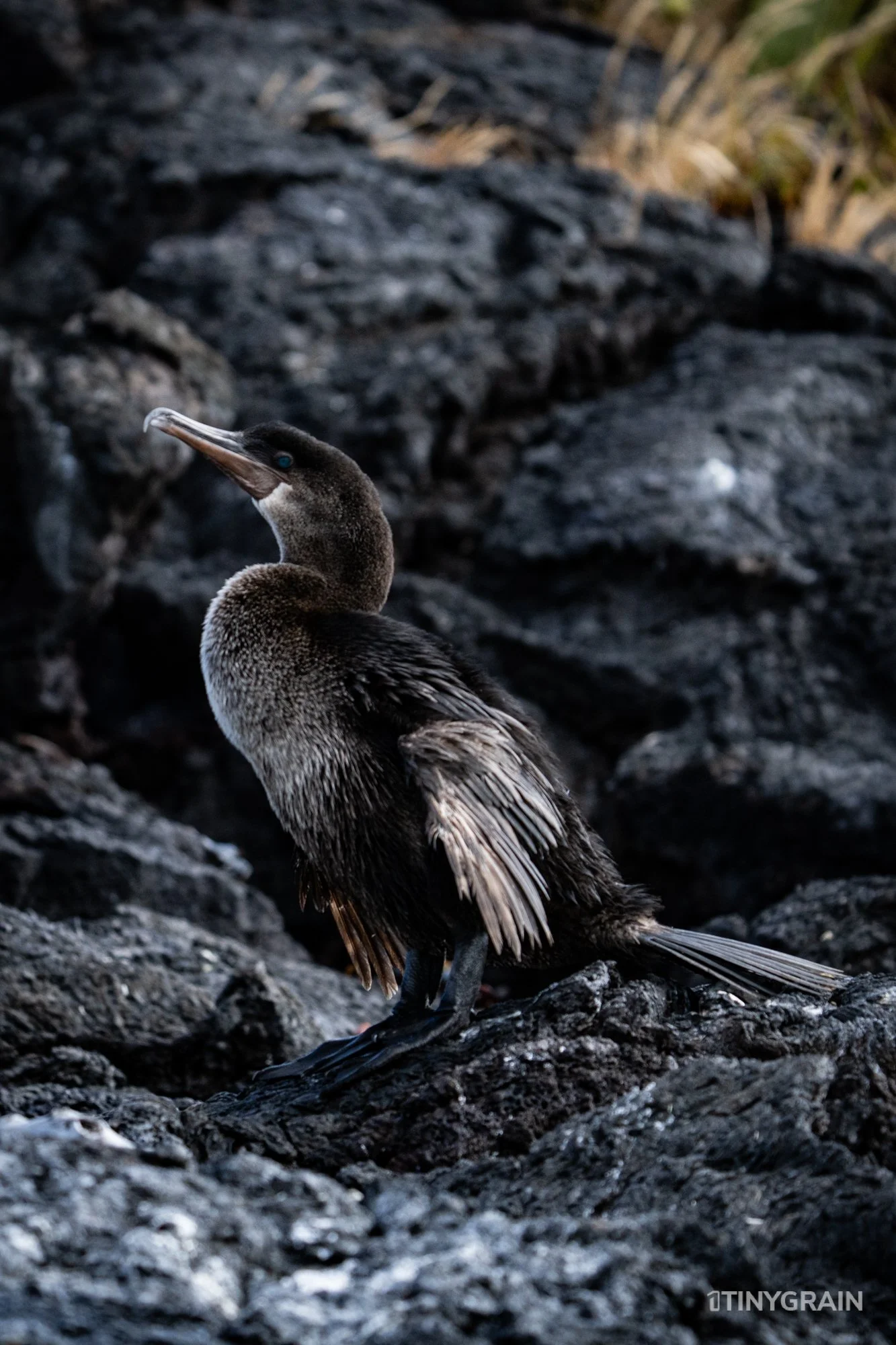 20230803-Galapagos-04-IslaIsabela-UrbinaBay_MorenoPoint-A7505769-galapagos-islands-ecuador-wildlife-marine-conservation-species-darwin.jpg