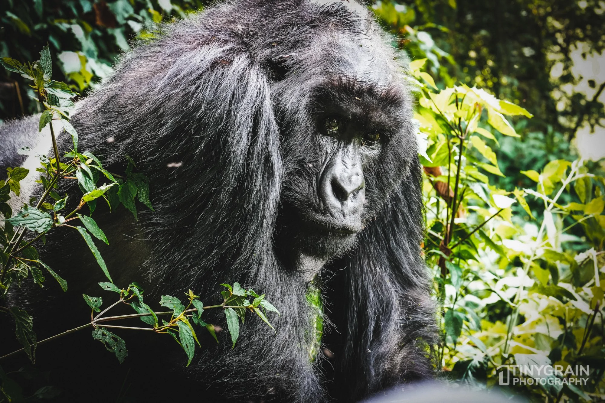 Male Silverback Mountain Gorilla in Virunga, Rwanda