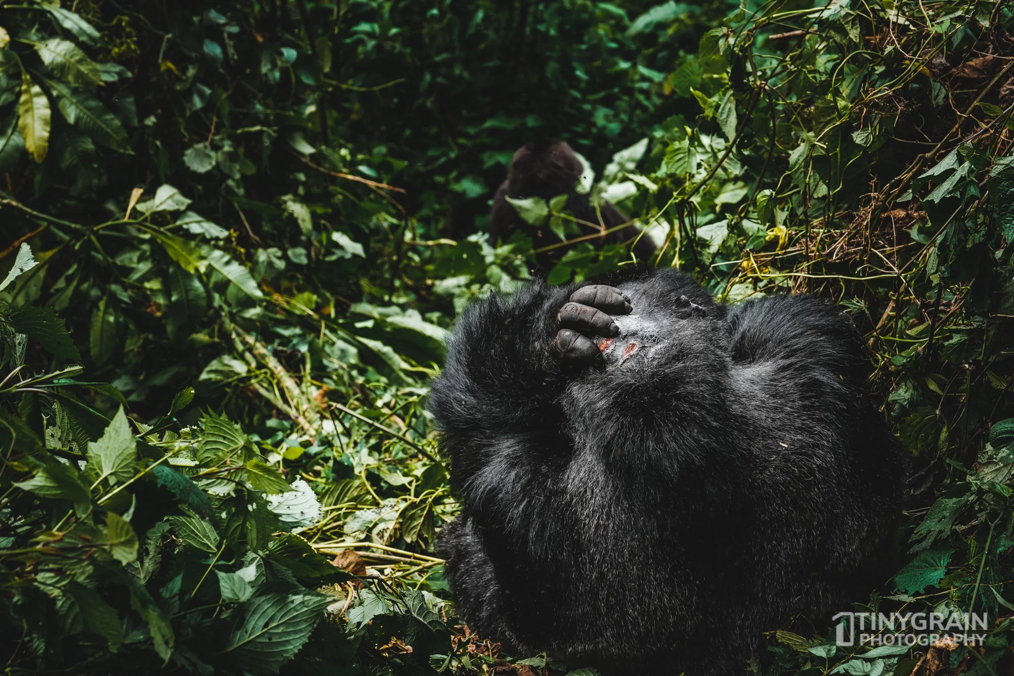 202201-Rwanda-A7402103-virunga-mountain-gorillas-wildlife-conservation-silverback-male-touching-gash-fight.jpg