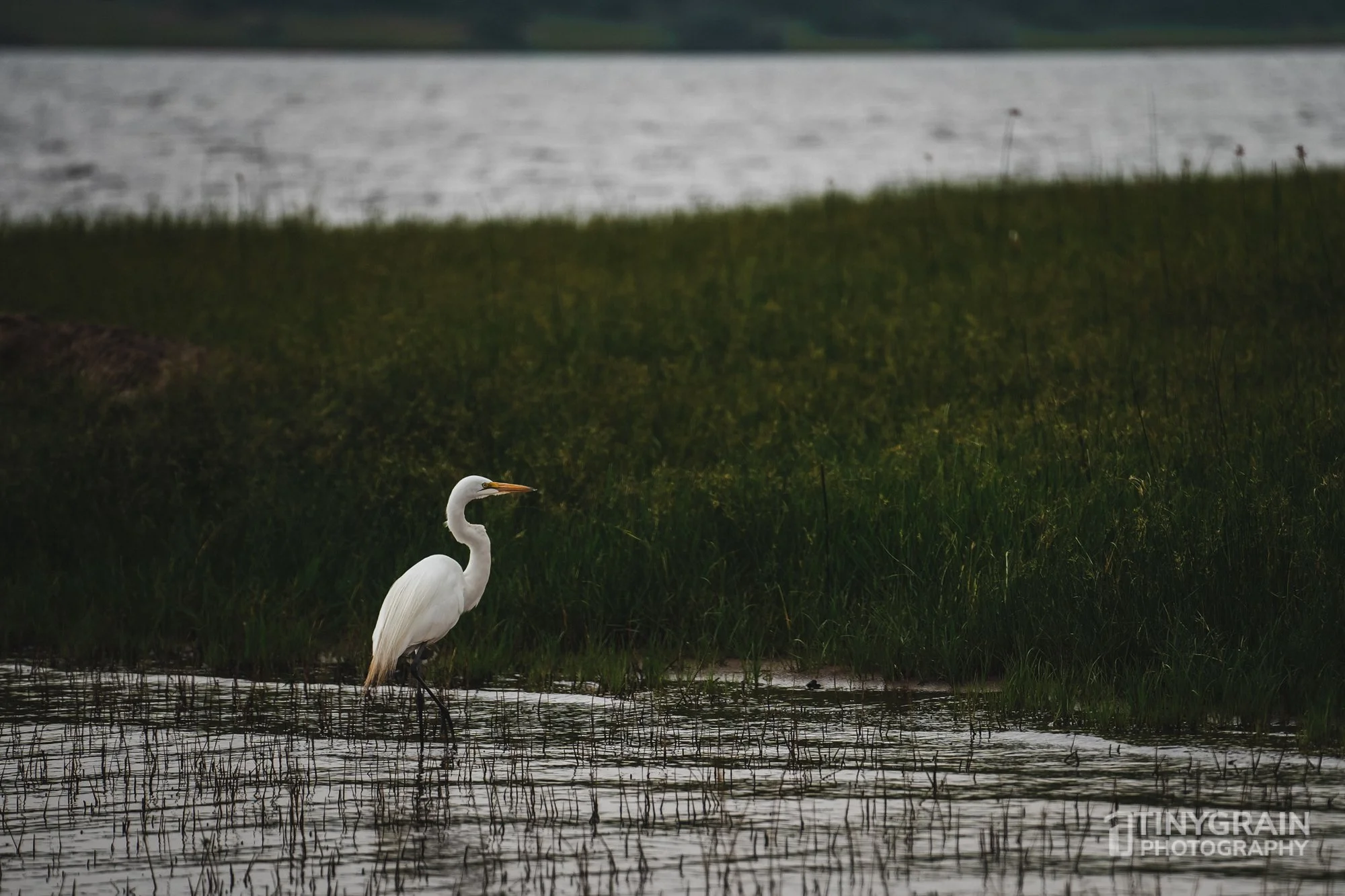 202201-Rwanda-A7408278-akageranationalpark-wildlife-conservation-great-egret.jpg