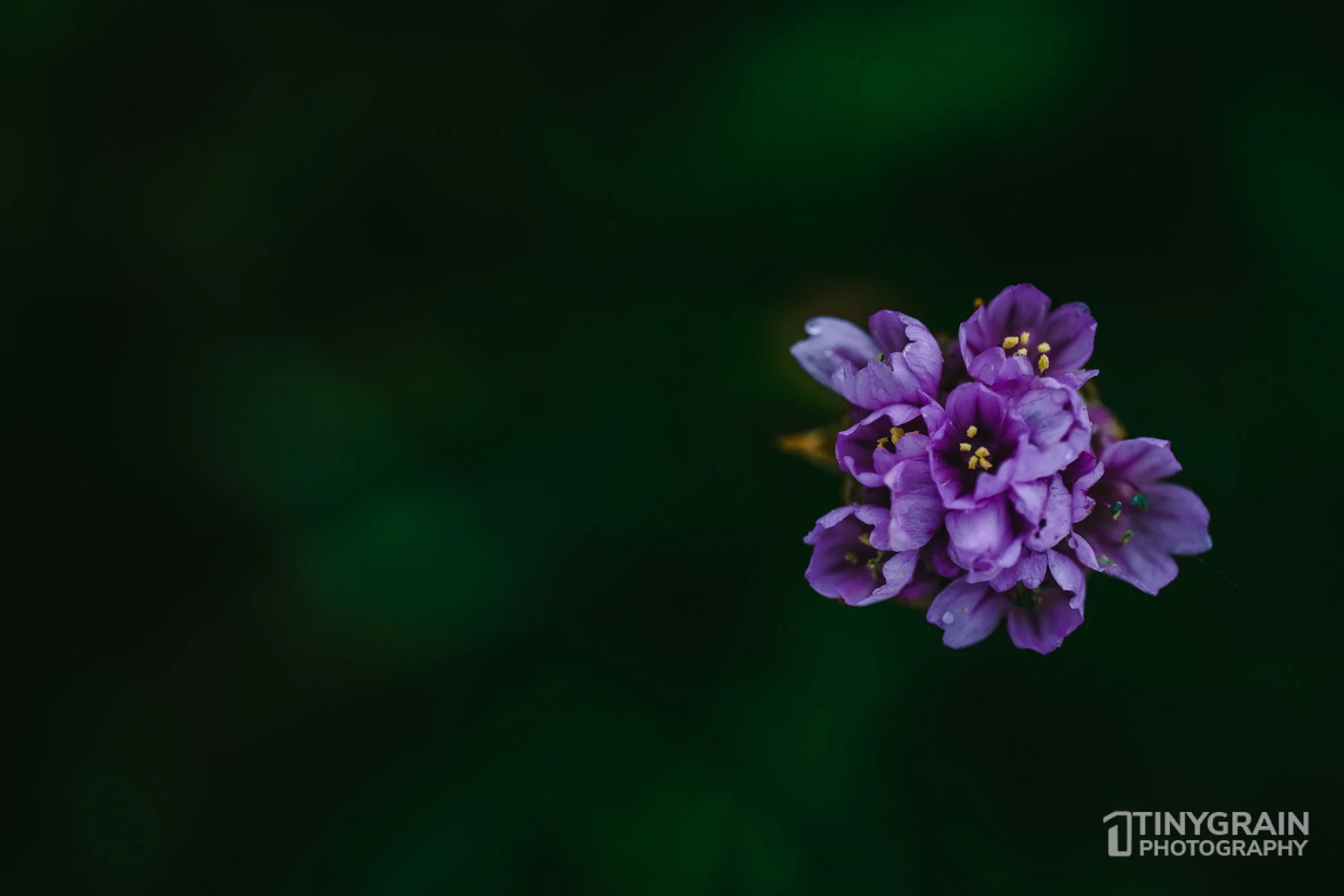 20230503-SalalTrailHike-A7402496-the-sea-ranch-marine-conservation-pacific-ocean-salal-trail-hike-flower.jpg