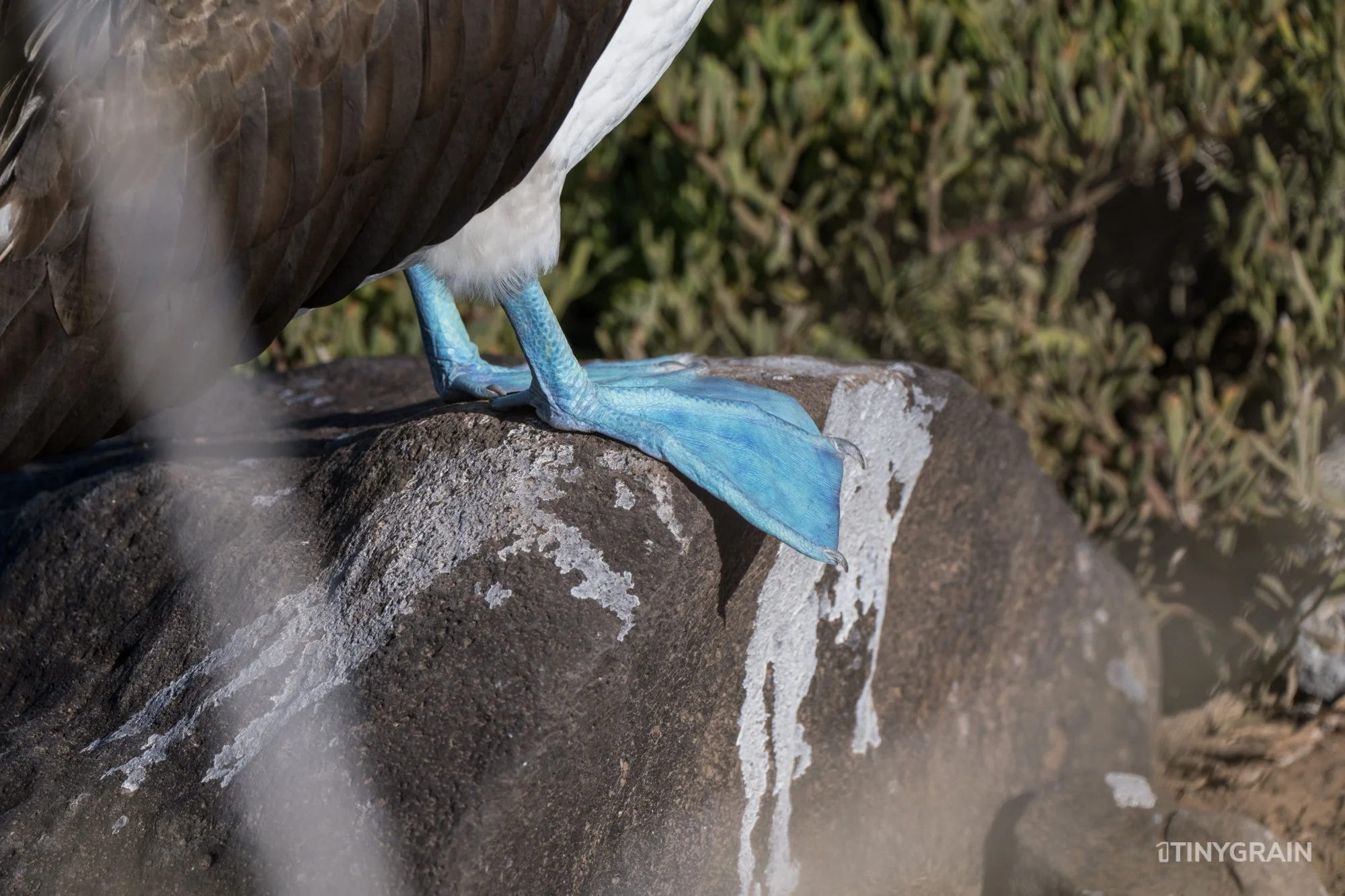 20230807-Galapagos-10-IslaEspanola-SuarezPoint-A7502162-galapagos-islands-ecuador-wildlife-marine-conservation-species-darwin.jpg